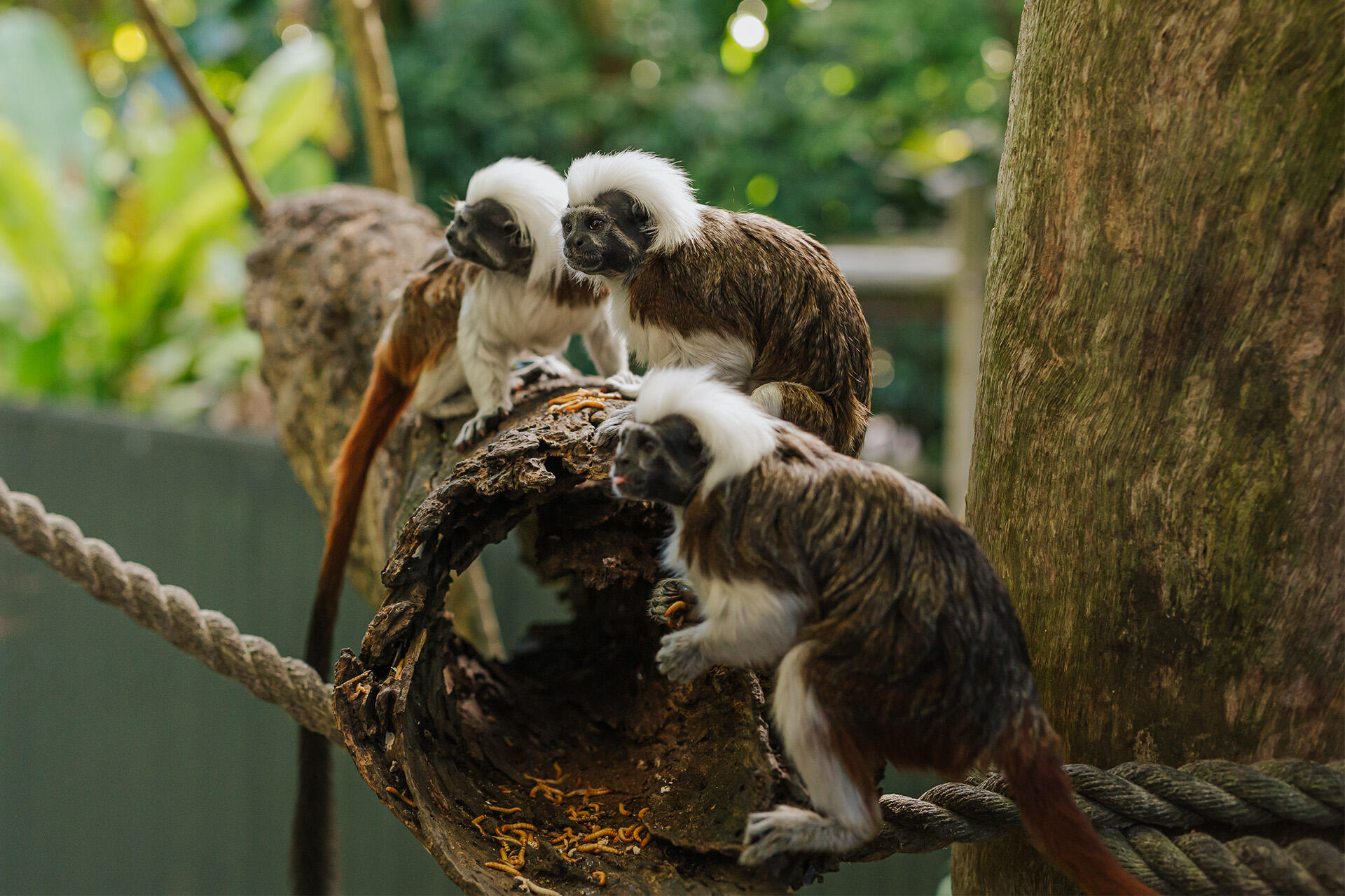 https://cdn.aucklandunlimited.com/zoo/assets/media/auckland-zoo-cotton-top-tamarin-keepers-140521-41.jpg