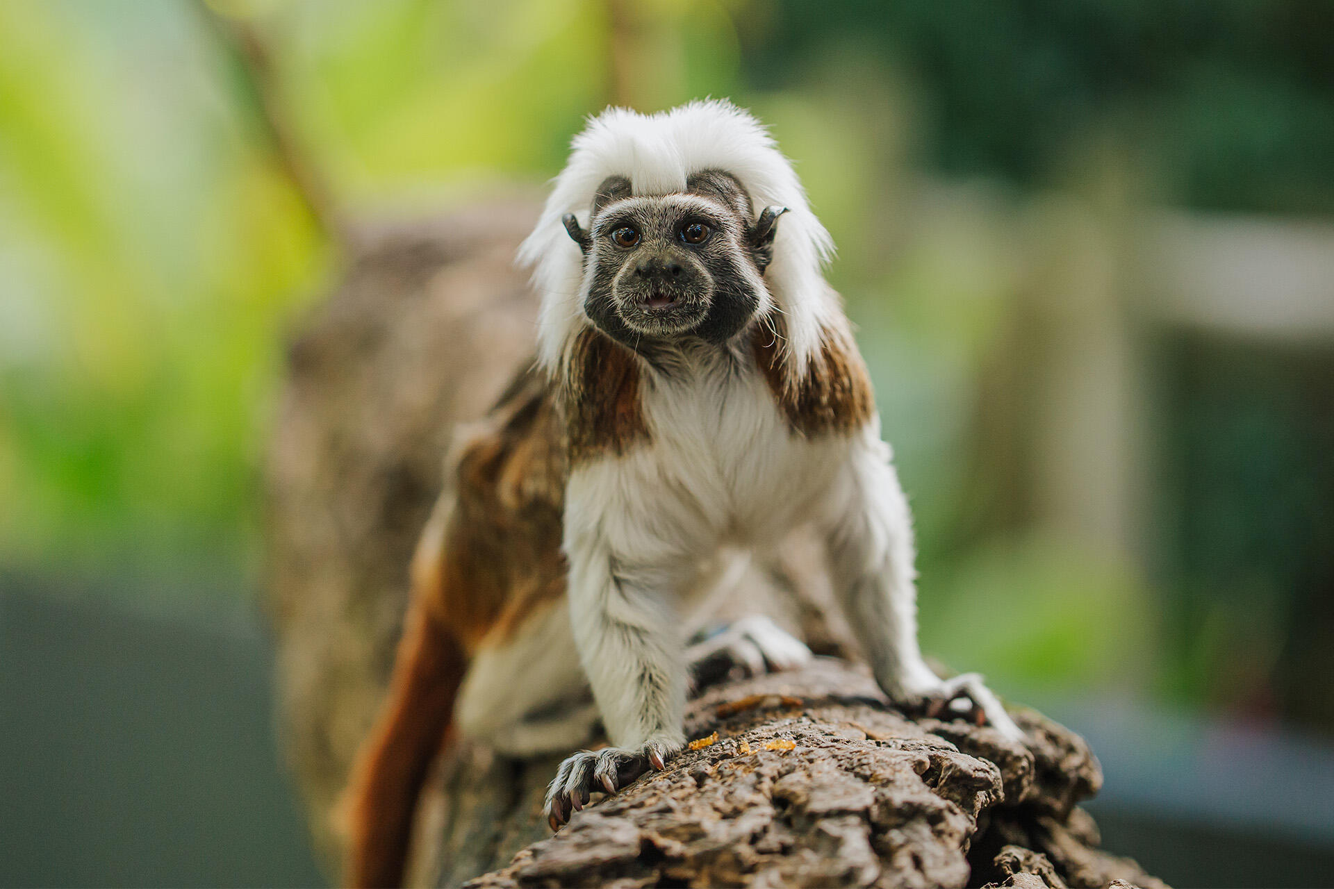 https://cdn.aucklandunlimited.com/zoo/assets/media/auckland-zoo-cotton-top-tamarin-keepers-140521-42.jpg