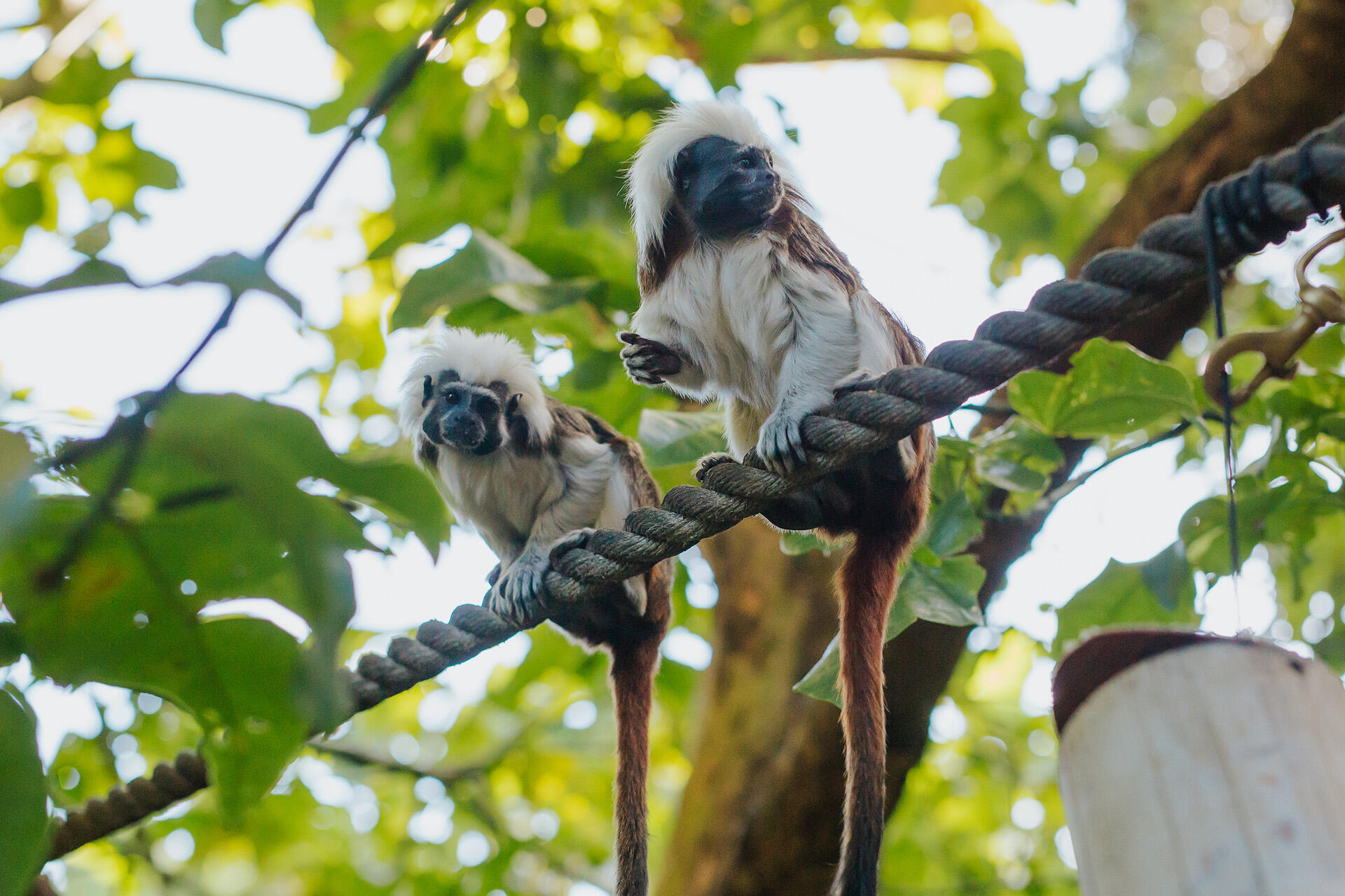 https://cdn.aucklandunlimited.com/zoo/assets/media/auckland-zoo-cotton-tops-keepers-140521-10.jpg