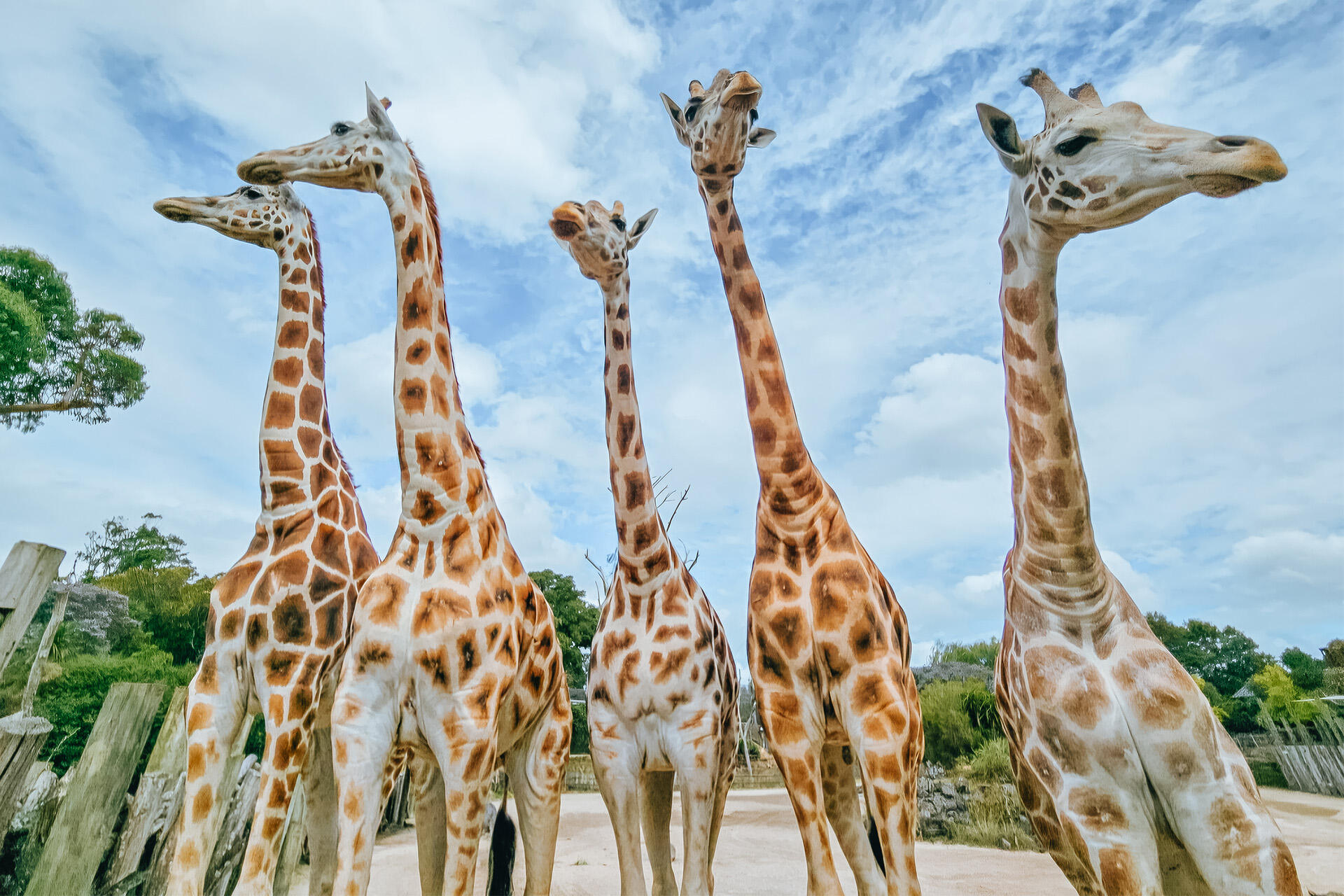 https://cdn.aucklandunlimited.com/zoo/assets/media/auckland-zoo-giraffe-tower-from-below.jpg