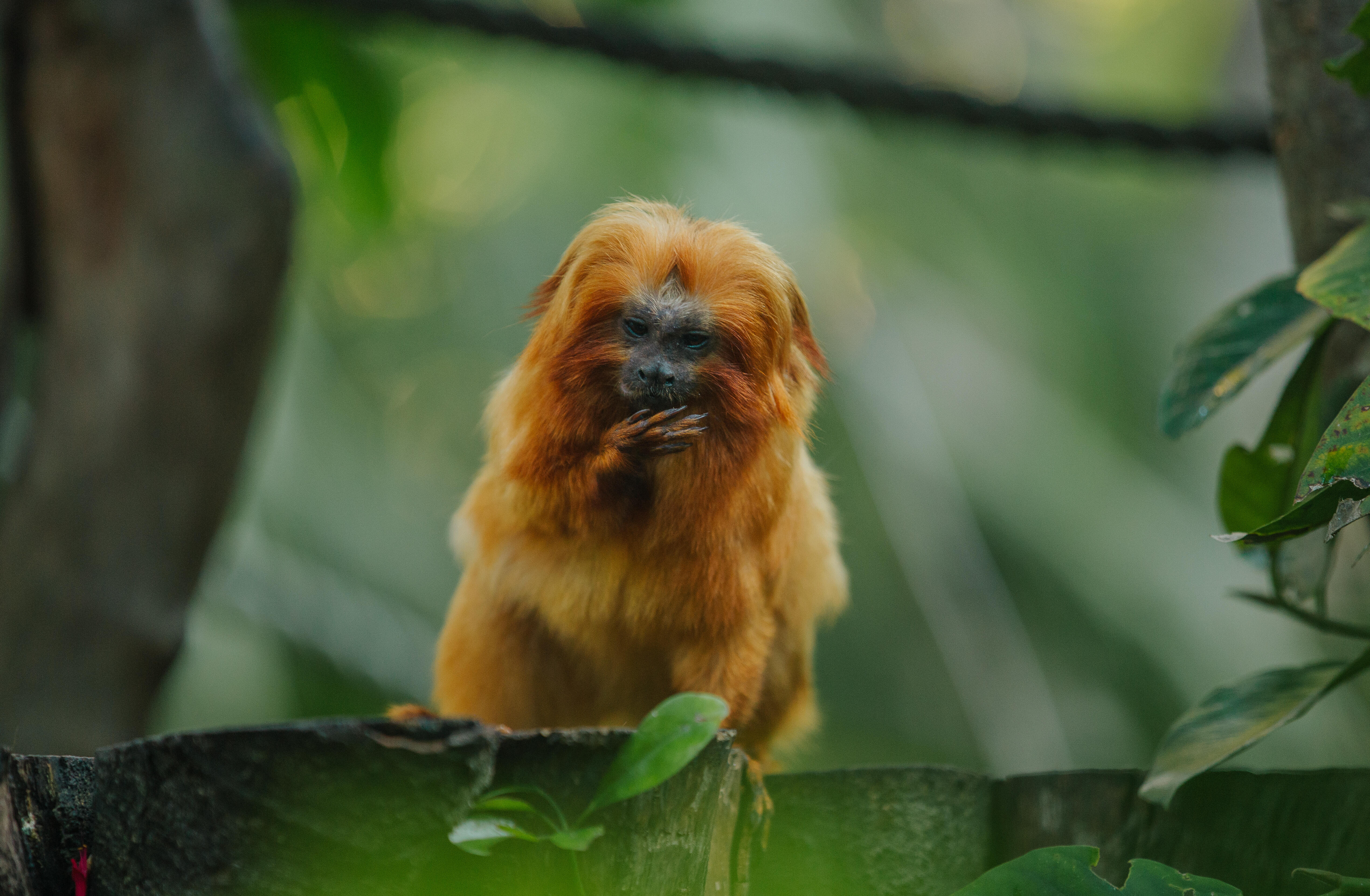 https://cdn.aucklandunlimited.com/zoo/assets/media/auckland-zoo-golden-lion-tamarin-keeper-130521-22.jpg