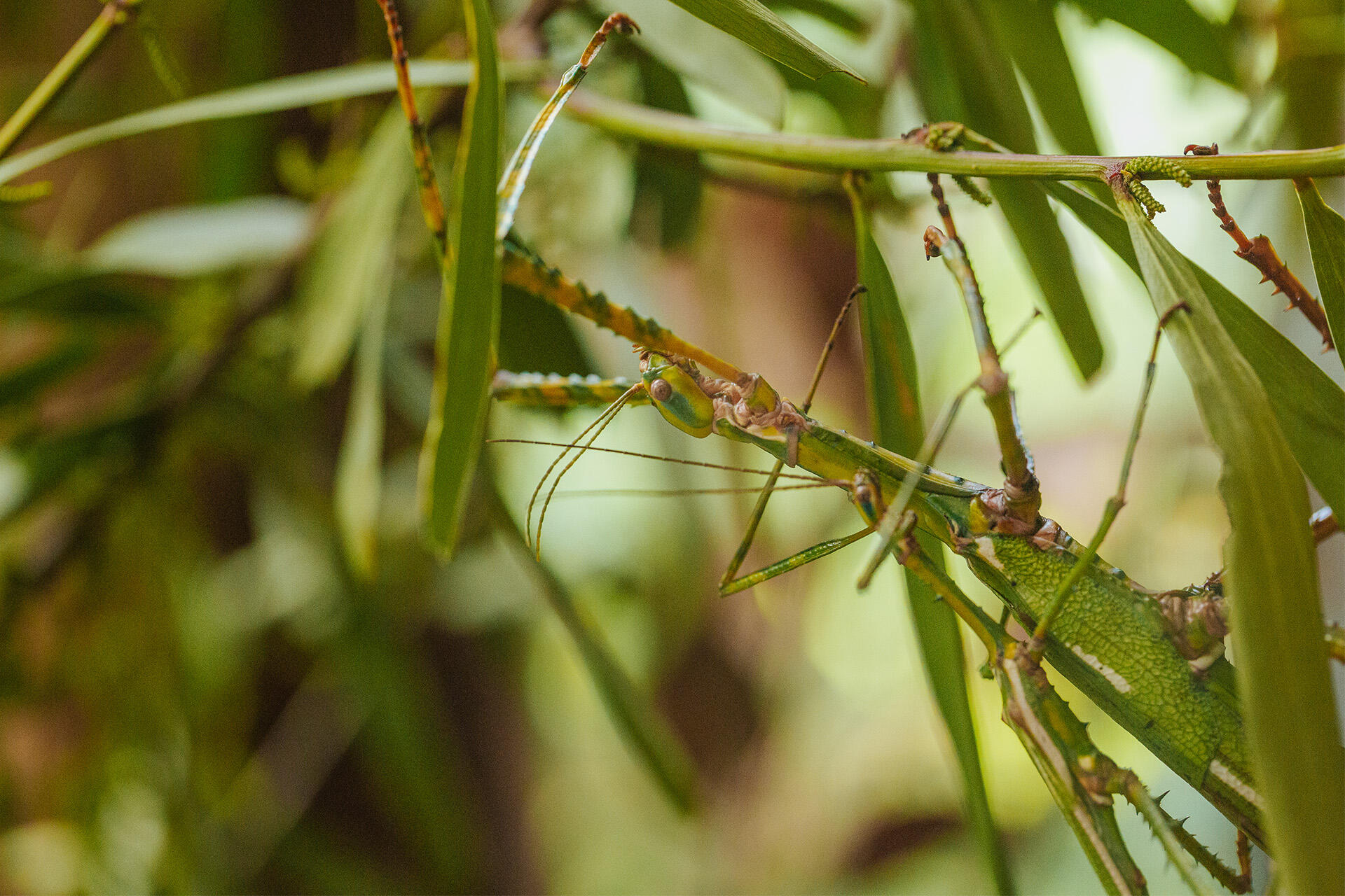 https://cdn.aucklandunlimited.com/zoo/assets/media/auckland-zoo-goliath-stick-insect-august-22-01.jpg