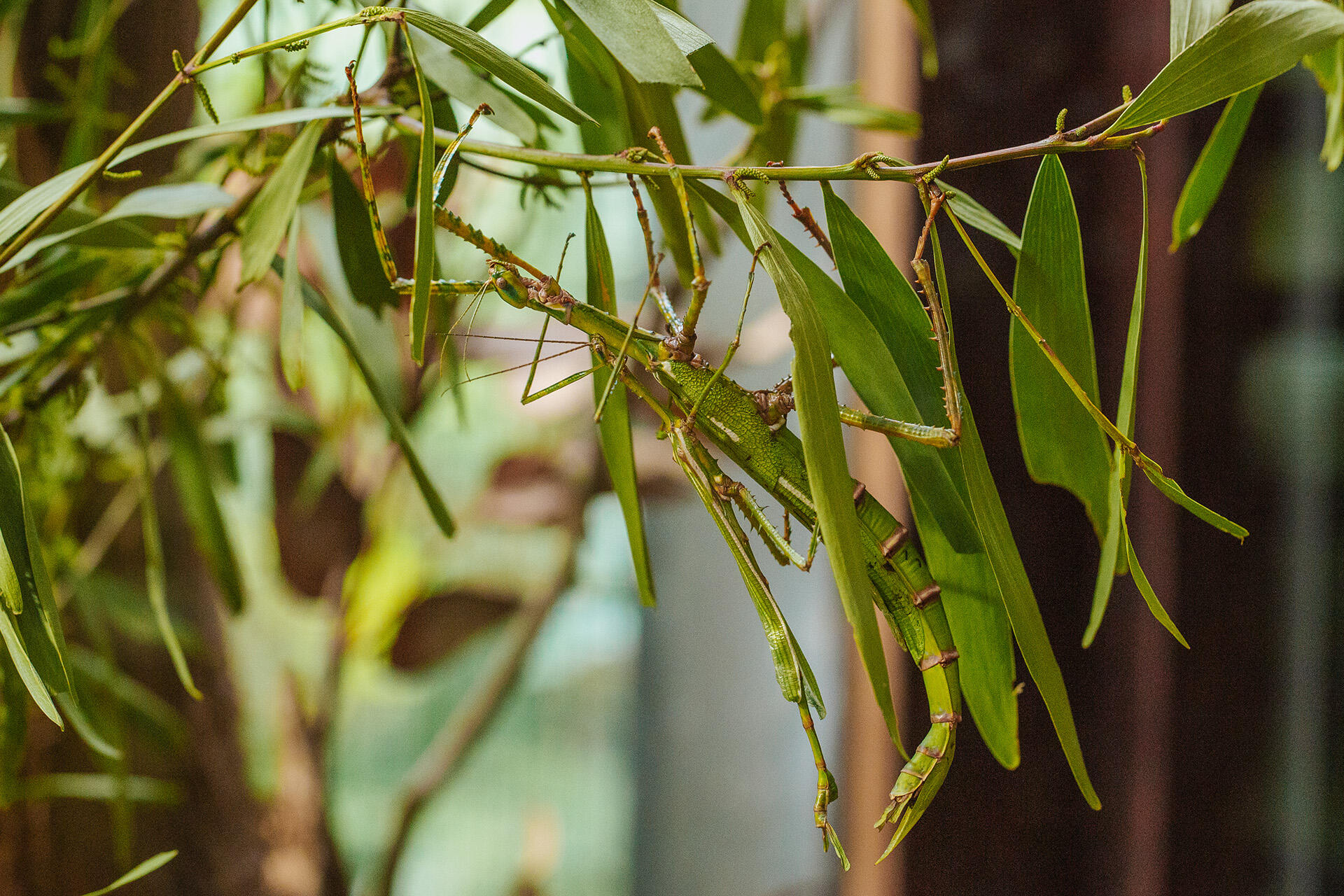 https://cdn.aucklandunlimited.com/zoo/assets/media/auckland-zoo-goliath-stick-insect-august-22-03.jpg