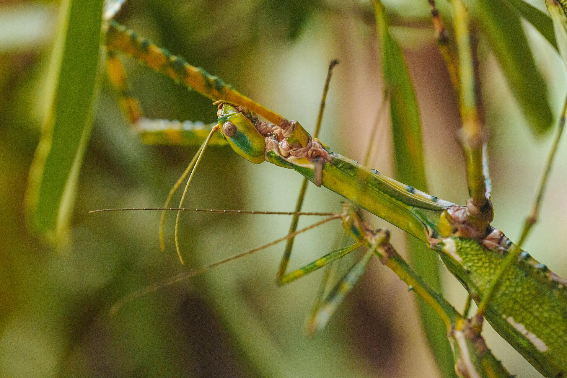https://cdn.aucklandunlimited.com/zoo/assets/media/auckland-zoo-goliath-stick-insect-august-22-04.jpg