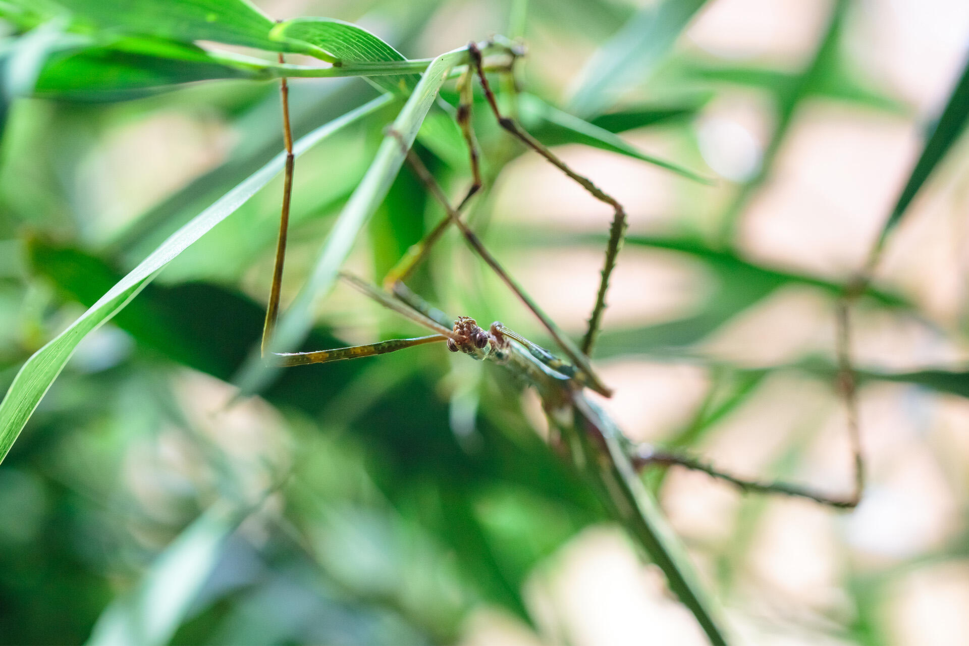 https://cdn.aucklandunlimited.com/zoo/assets/media/auckland-zoo-goliath-stick-insect-by-grace-20a5841.jpg