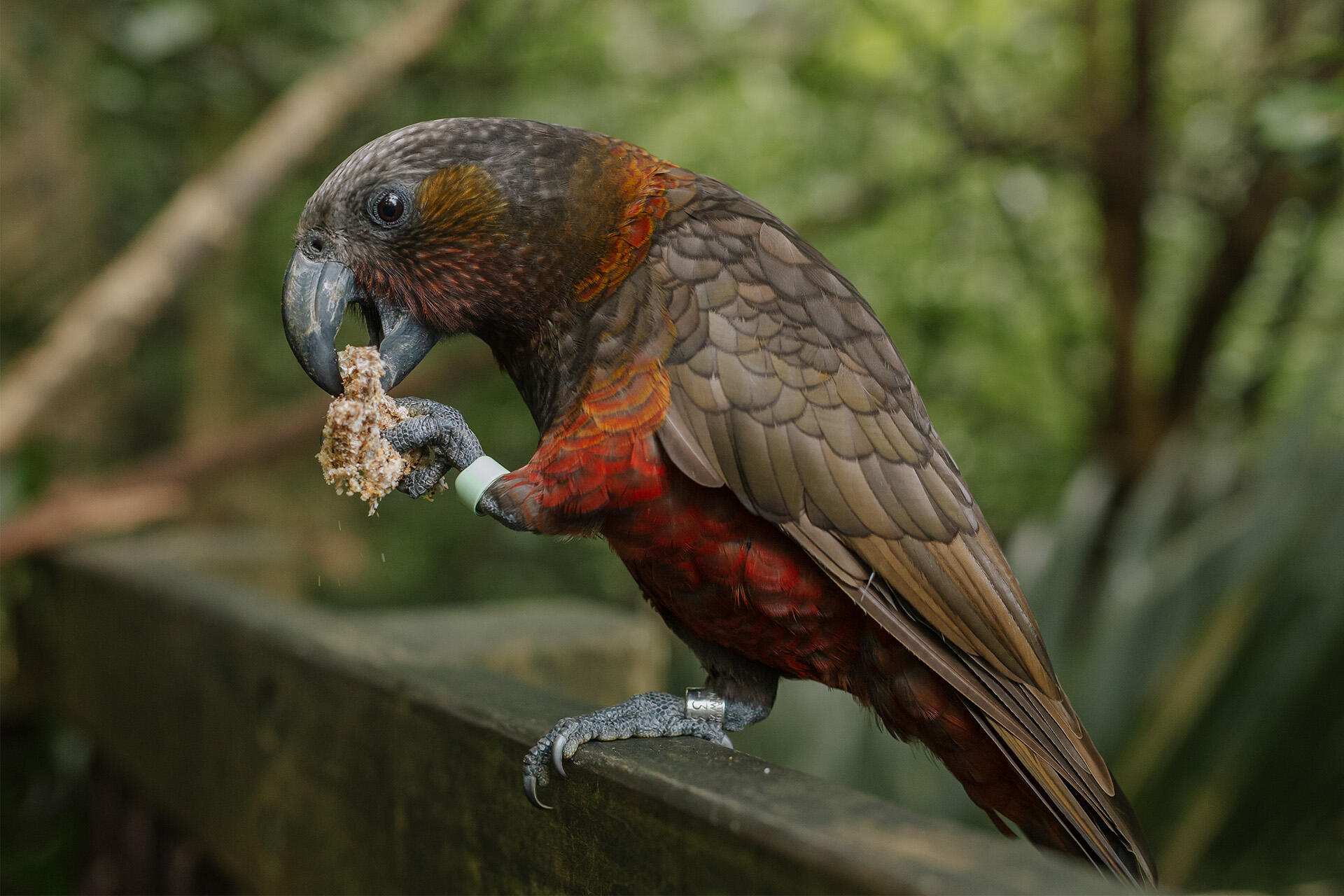 https://cdn.aucklandunlimited.com/zoo/assets/media/auckland-zoo-kaka-forestry-keeper-070521-109.jpg