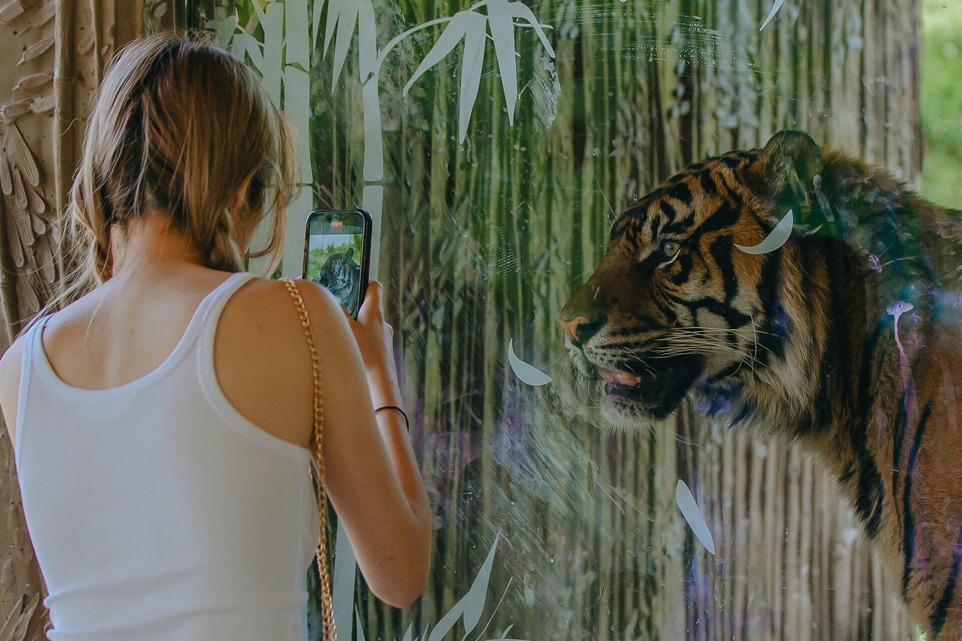 https://cdn.aucklandunlimited.com/zoo/assets/media/auckland-zoo-people-taking-photo-of-the-tiger.jpg