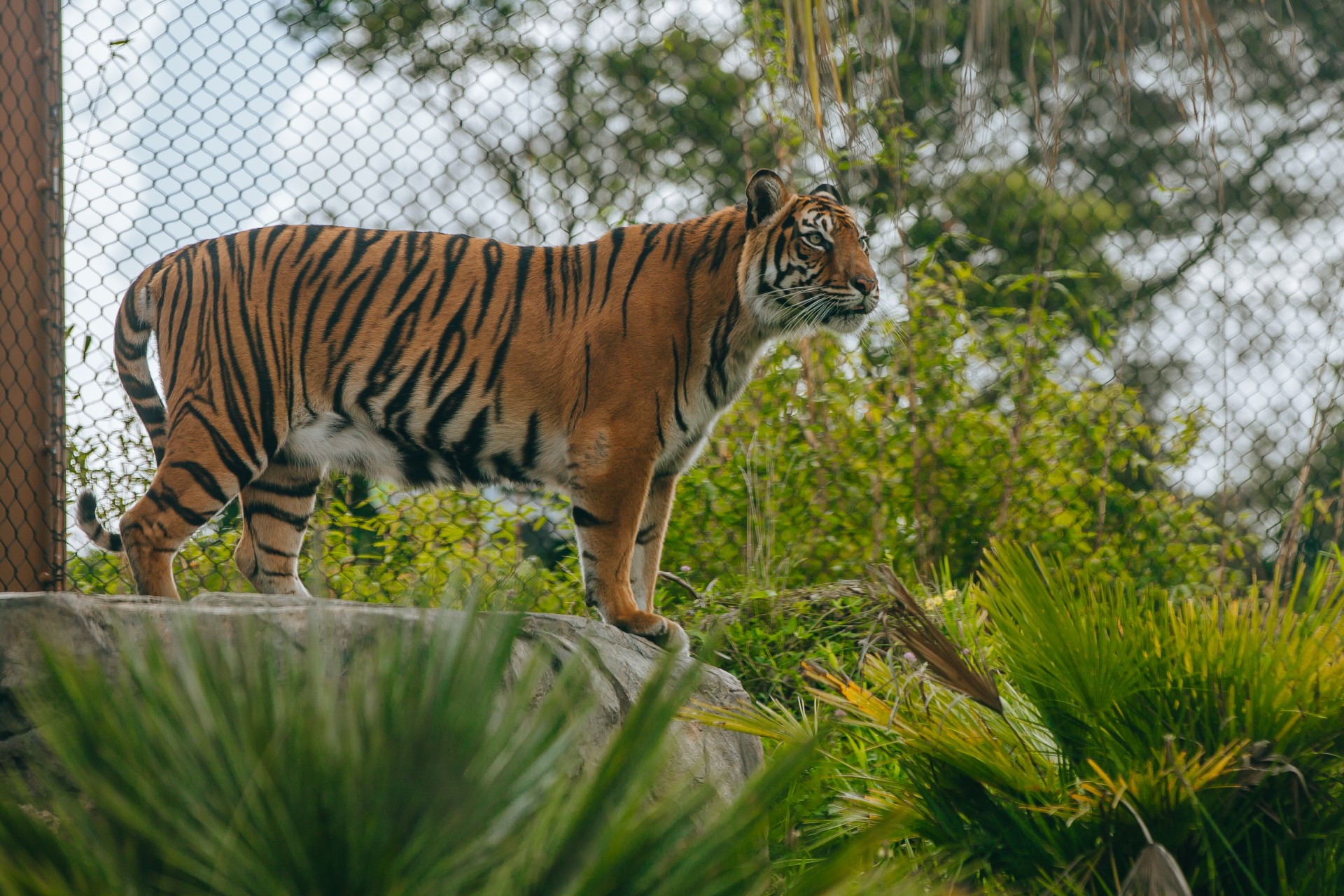 Sumatran Tiger Endangered Big Cat Species Auckland Zoo