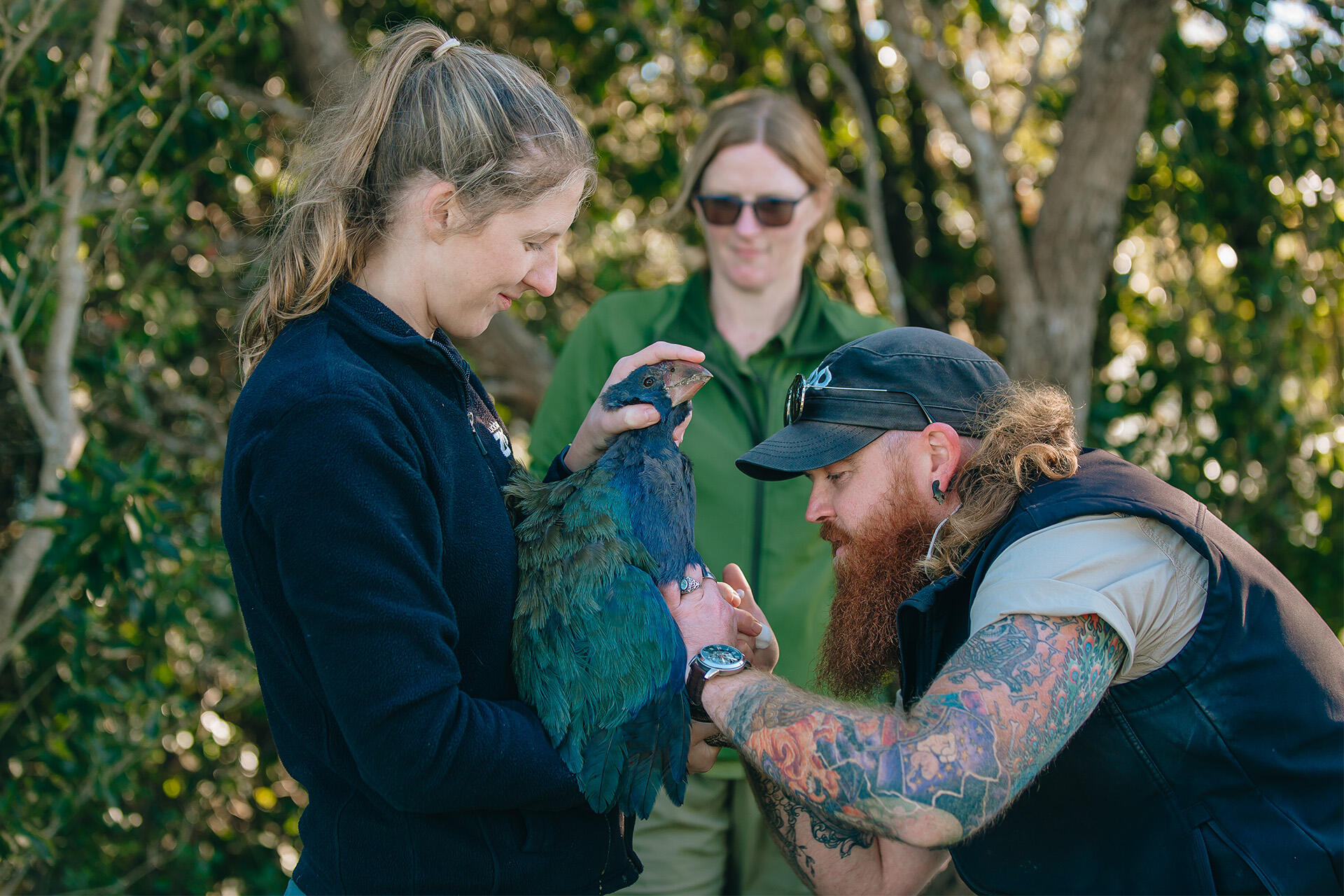 https://cdn.aucklandunlimited.com/zoo/assets/media/auckland-zoo-tiritiri-matangi-takahe-field-work-130522-105.jpg