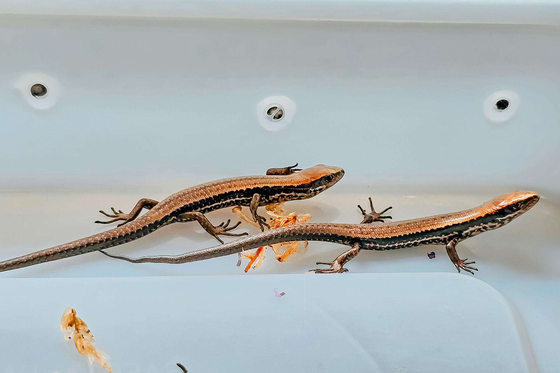 https://cdn.aucklandunlimited.com/zoo/assets/media/az-alborn-skinks-neonates-sonja-photos-26-01.jpg