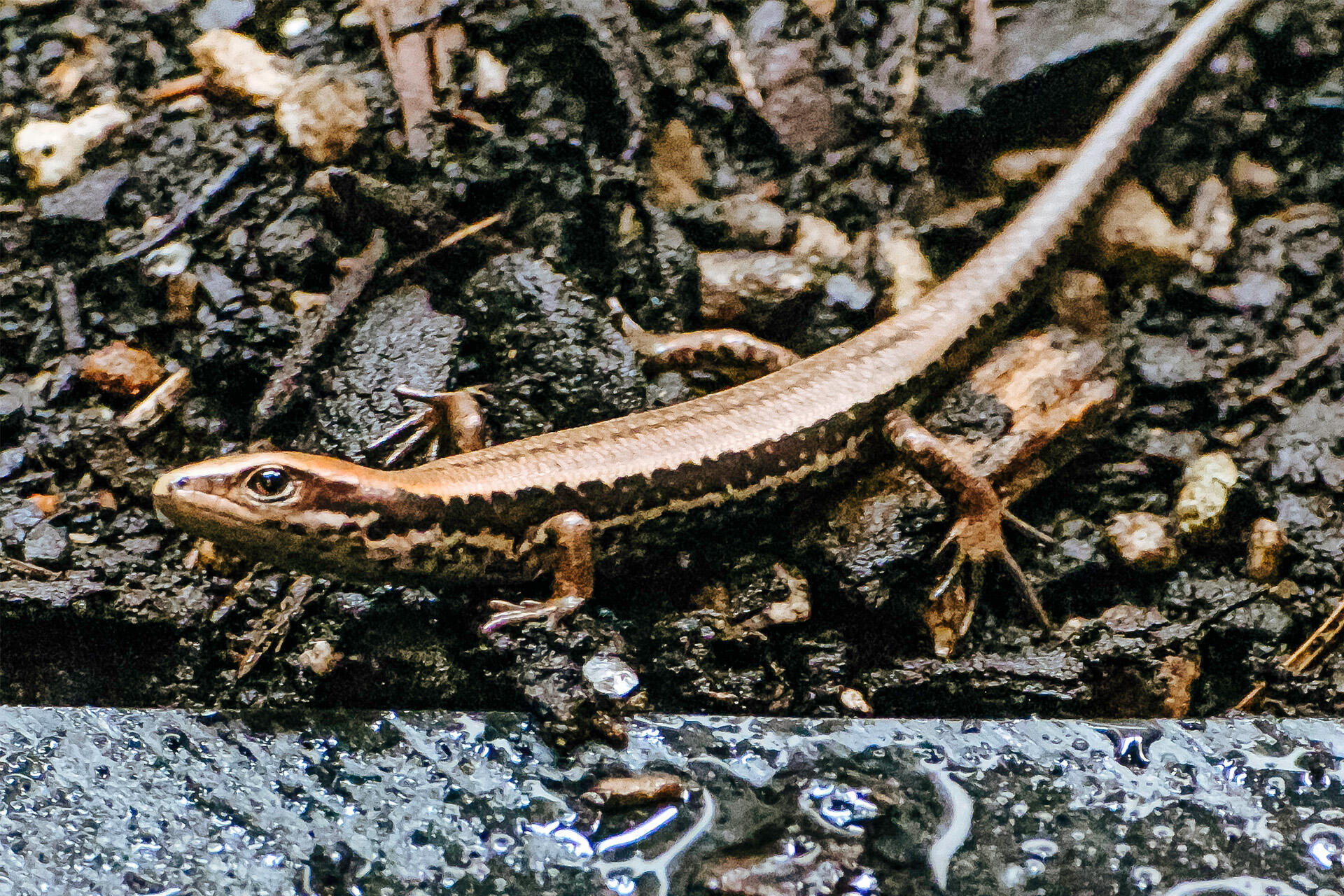 https://cdn.aucklandunlimited.com/zoo/assets/media/az-alborn-skinks-neonates-sonja-photos-26-02.jpg