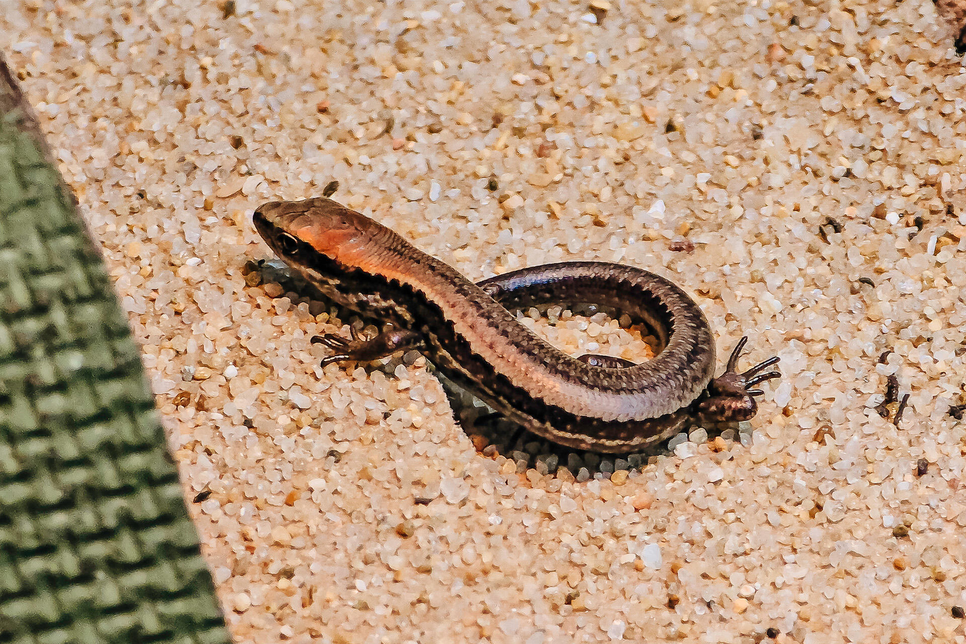 https://cdn.aucklandunlimited.com/zoo/assets/media/az-alborn-skinks-neonates-sonja-photos-26-03.jpg