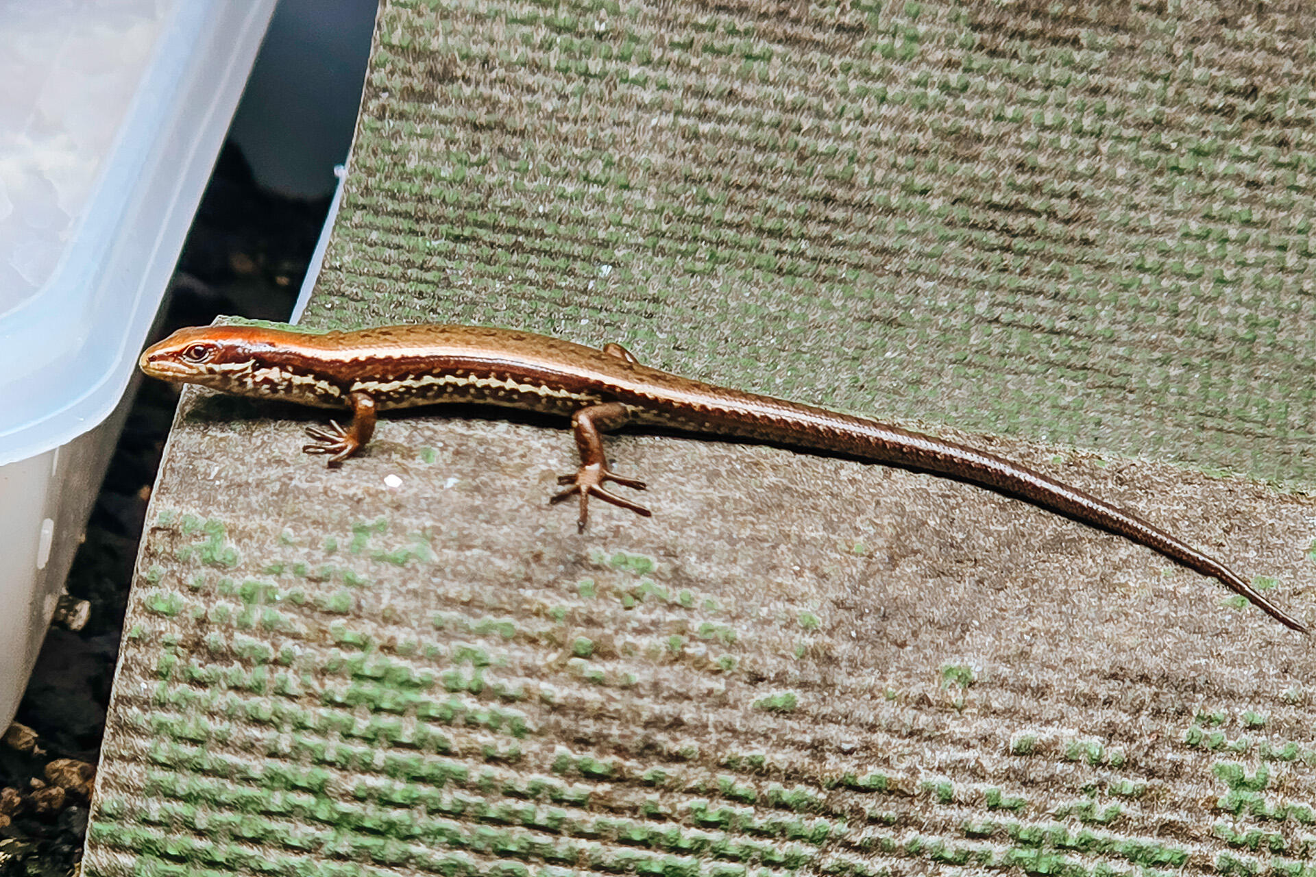 https://cdn.aucklandunlimited.com/zoo/assets/media/az-alborn-skinks-neonates-sonja-photos-26-09.jpg