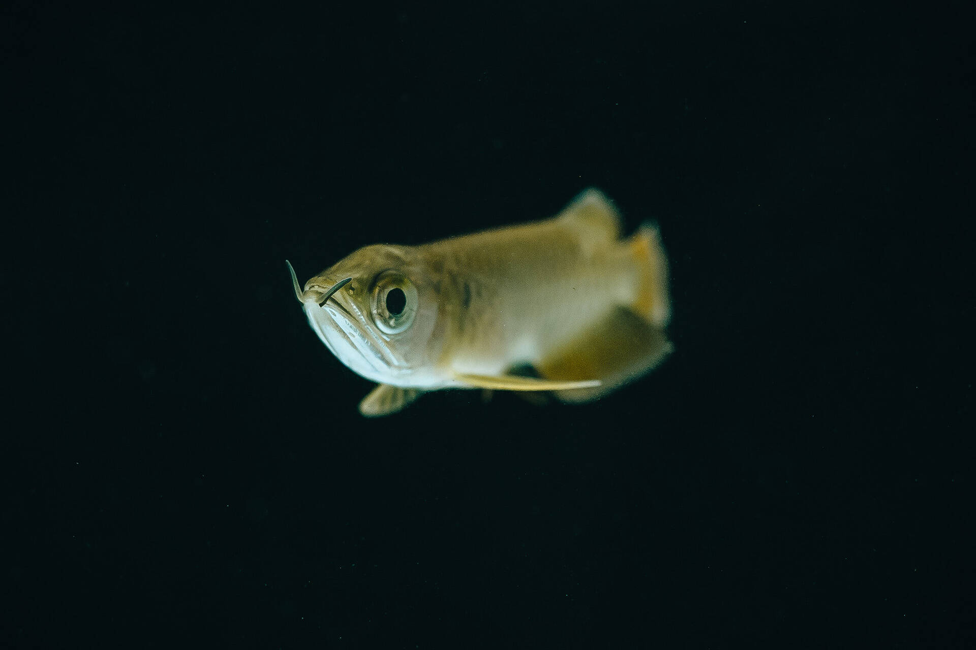 https://cdn.aucklandunlimited.com/zoo/assets/media/az-arowana-juvenile-fish-211223-04.jpg