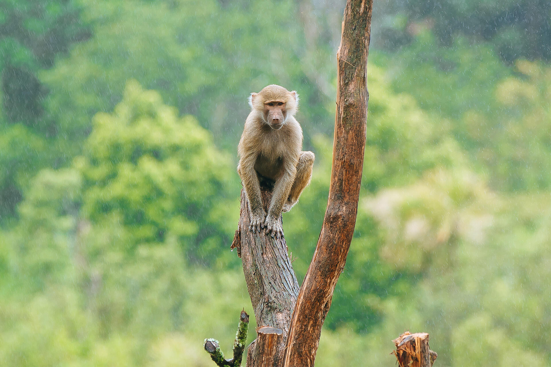 https://cdn.aucklandunlimited.com/zoo/assets/media/az-baboon-new-shelter-151124-22.jpg