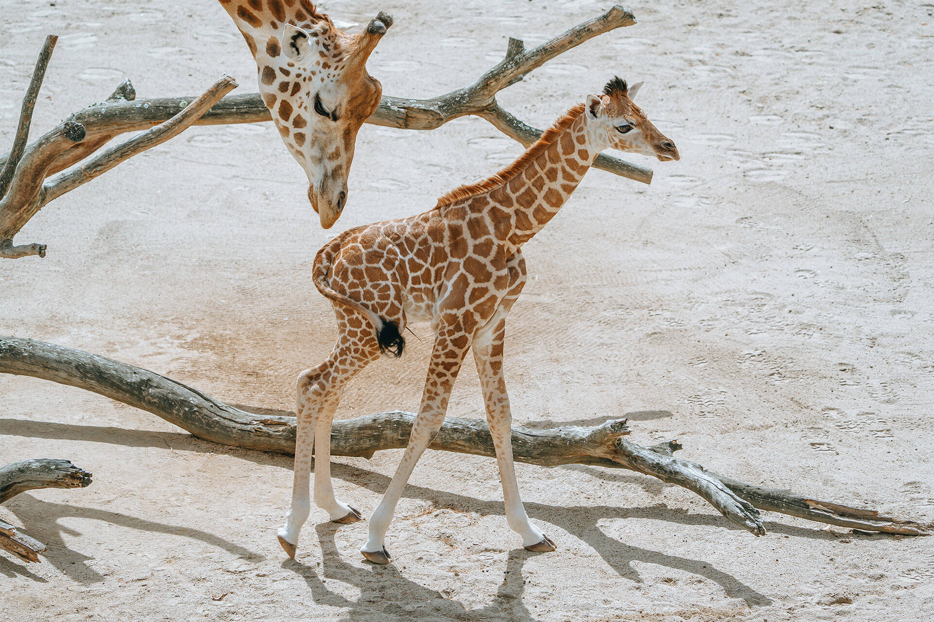 https://cdn.aucklandunlimited.com/zoo/assets/media/az-baby-giraffe-180124-09.jpg