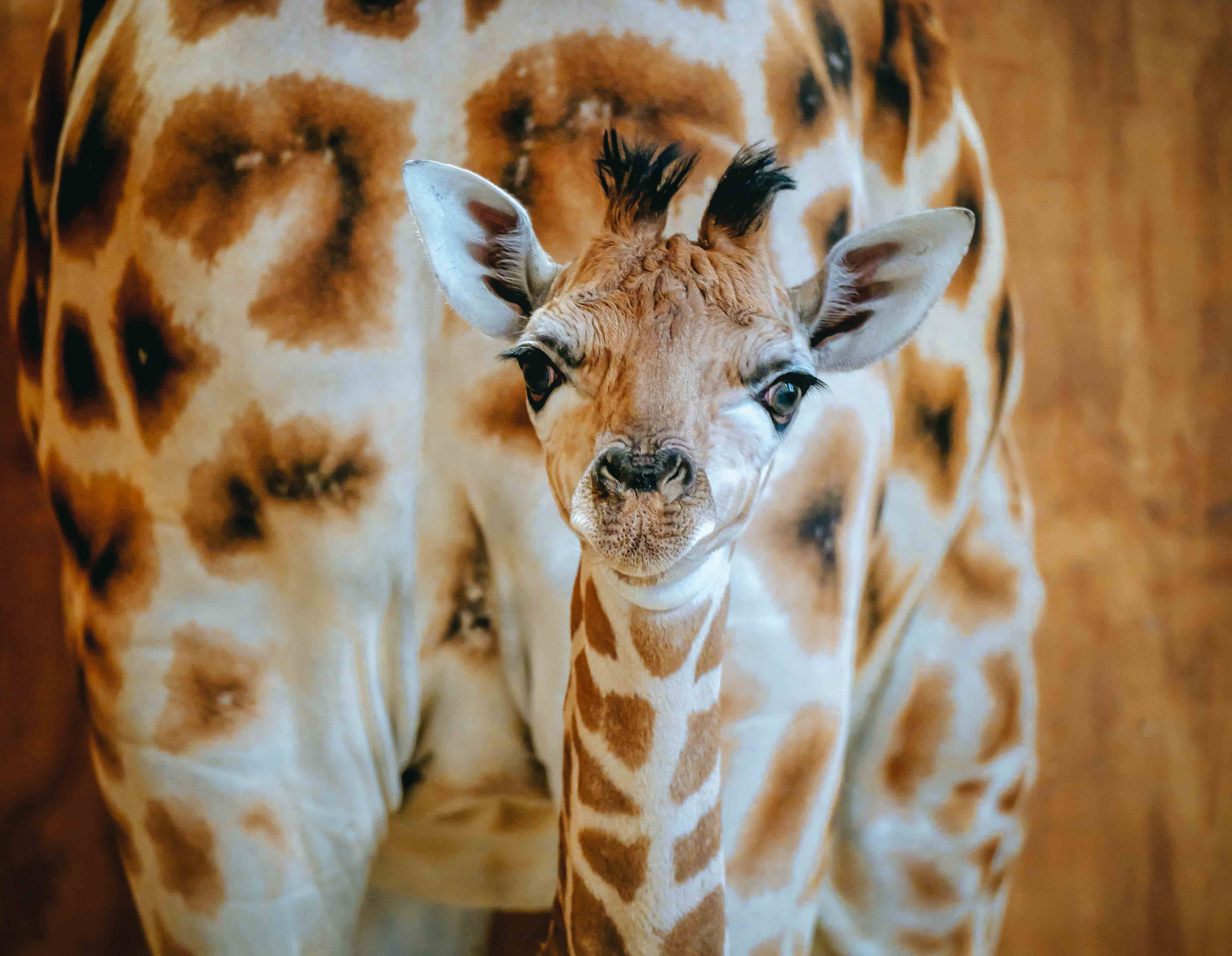 https://cdn.aucklandunlimited.com/zoo/assets/media/az-baby-giraffe-calf-150124-01.jpg