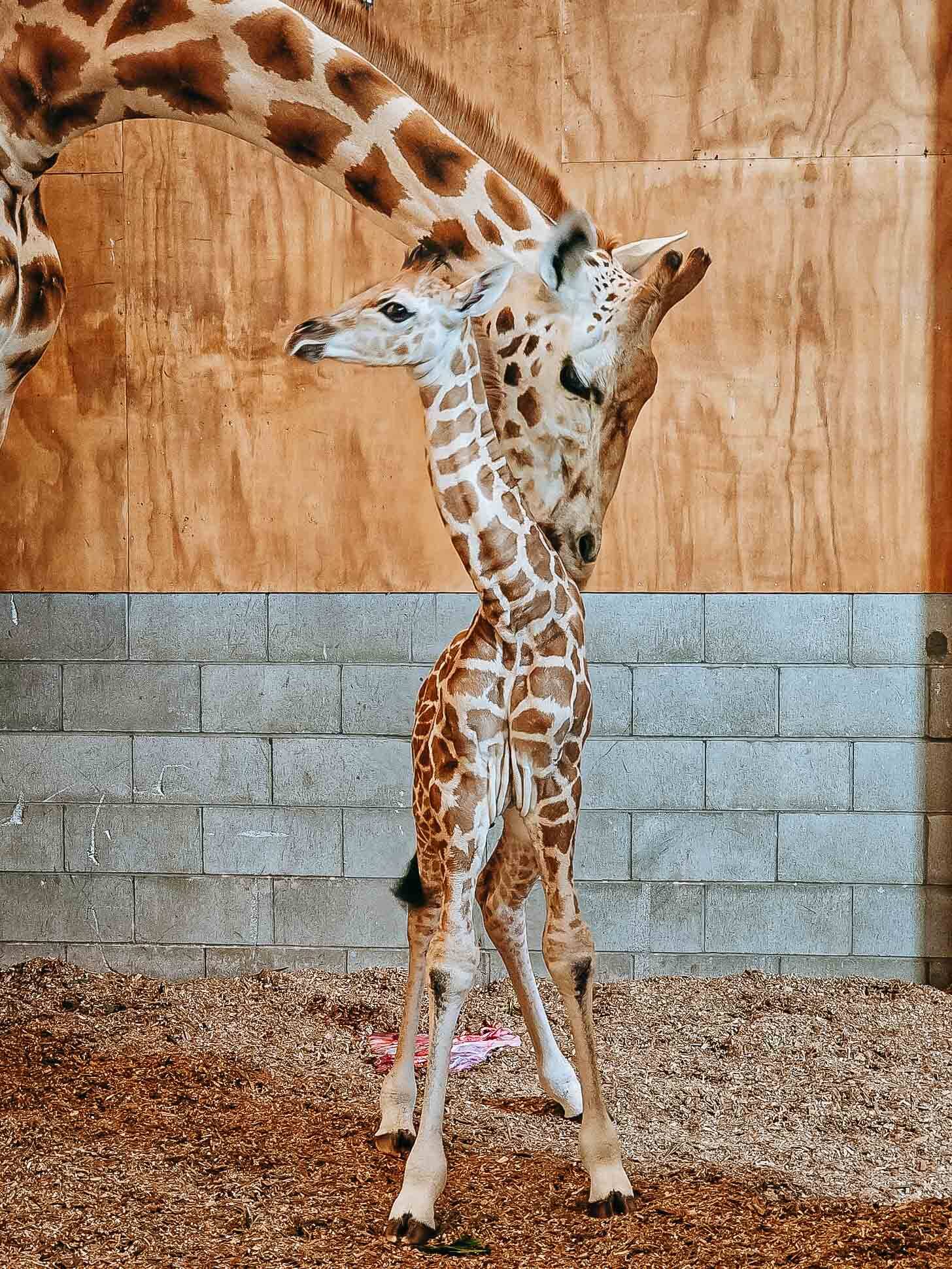 https://cdn.aucklandunlimited.com/zoo/assets/media/az-baby-giraffe-calf-150124-02.jpg