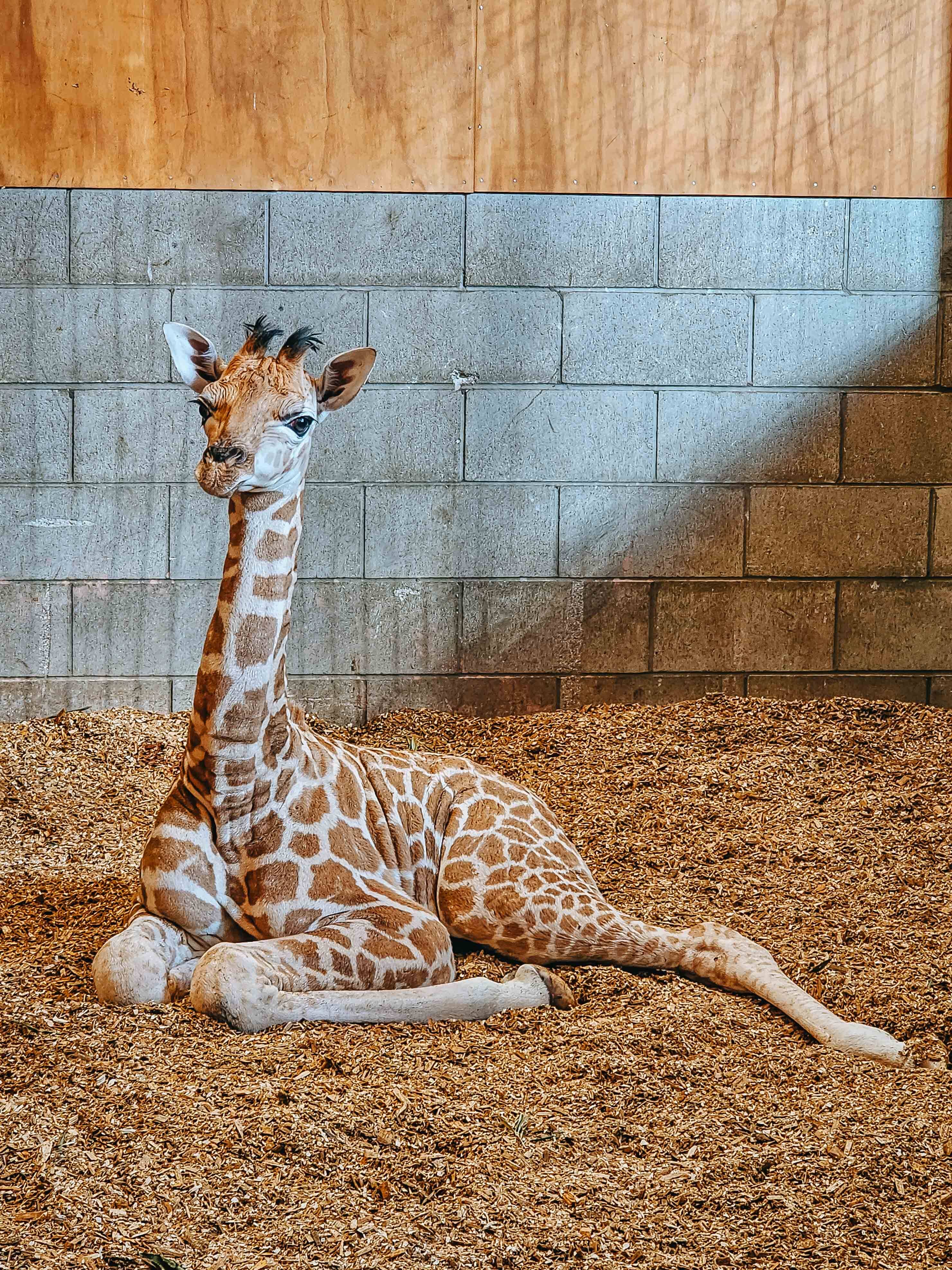 https://cdn.aucklandunlimited.com/zoo/assets/media/az-baby-giraffe-calf-150124-03.jpg