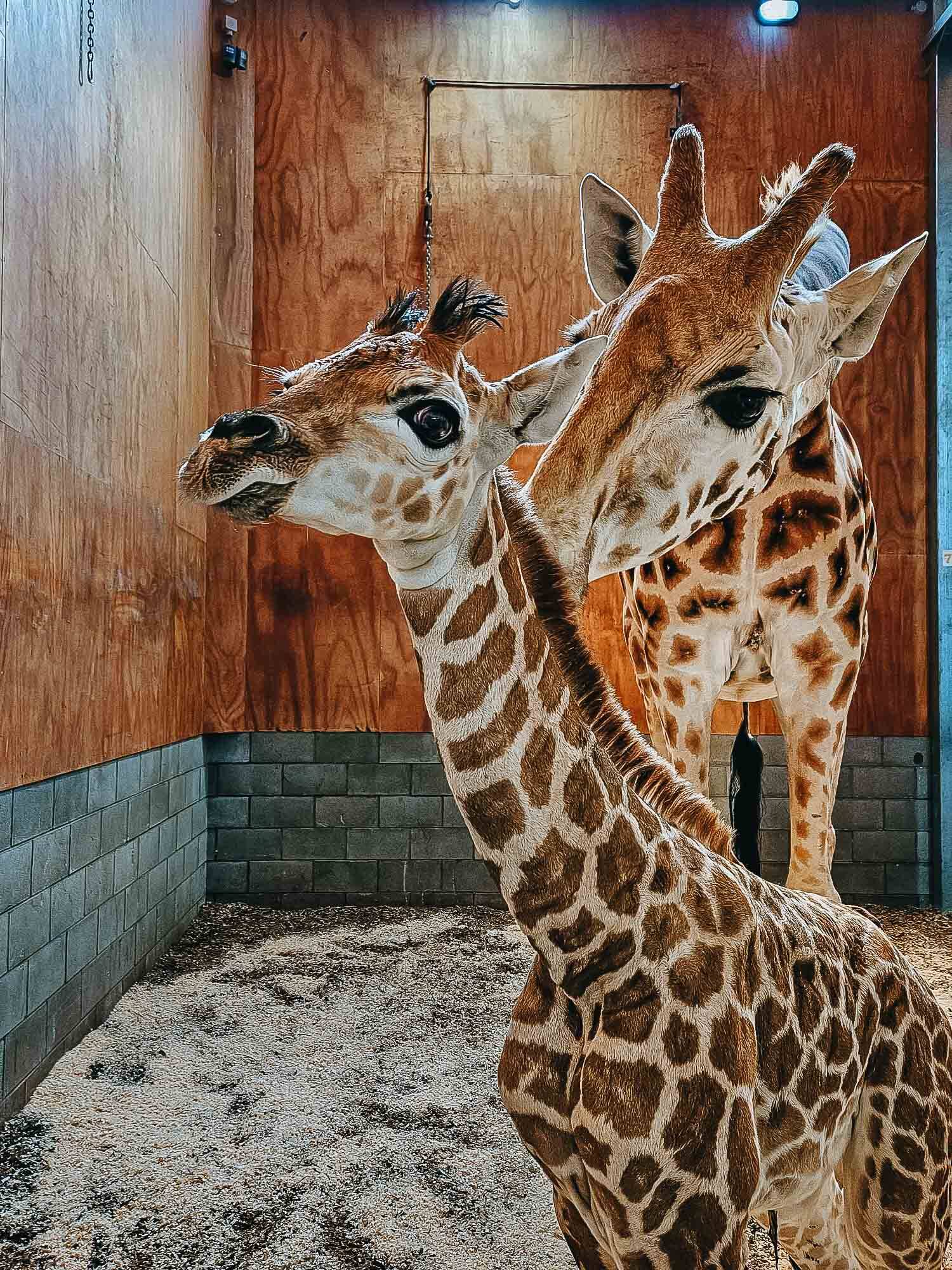 https://cdn.aucklandunlimited.com/zoo/assets/media/az-baby-giraffe-calf-150124-04.jpg