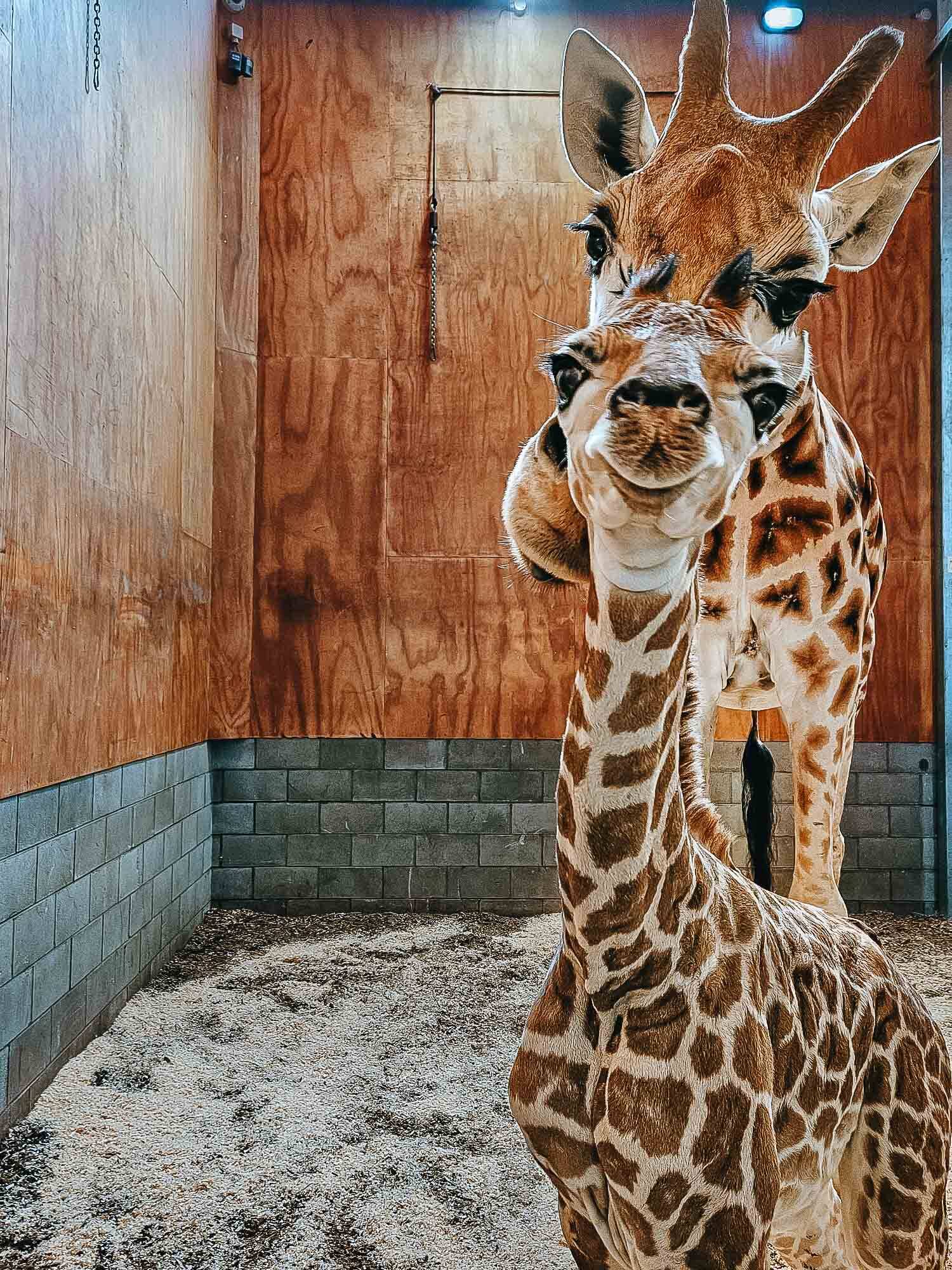 https://cdn.aucklandunlimited.com/zoo/assets/media/az-baby-giraffe-calf-150124-05.jpg