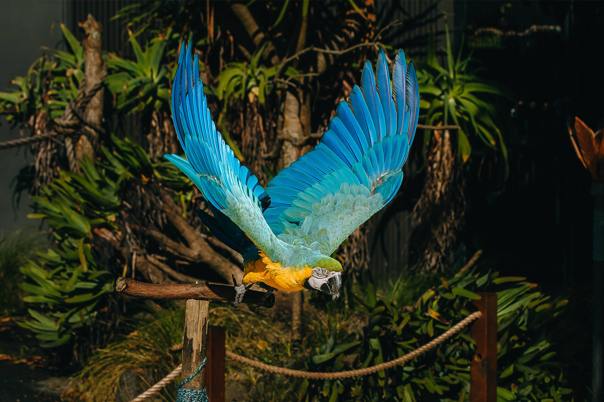 https://cdn.aucklandunlimited.com/zoo/assets/media/az-blue-gold-macaw-150523-38.jpg