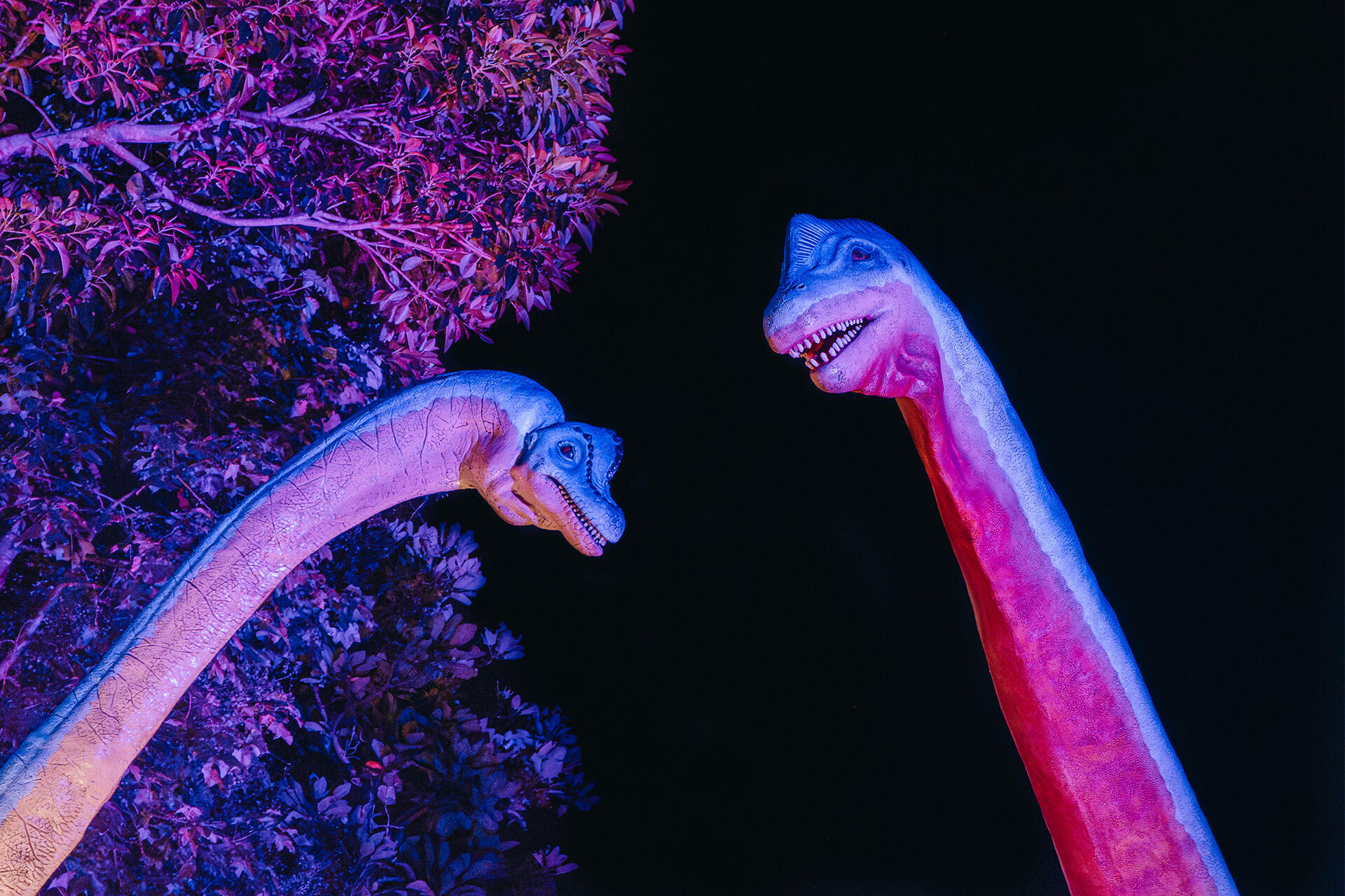 https://cdn.aucklandunlimited.com/zoo/assets/media/az-brachiosaurus-at-night-080626-11.jpg