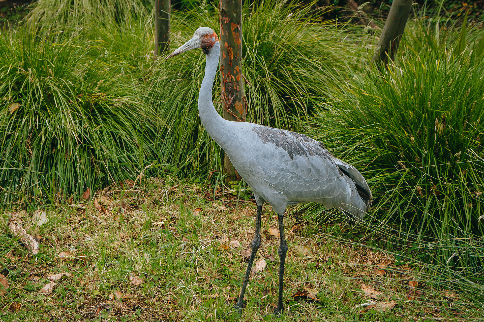 https://cdn.aucklandunlimited.com/zoo/assets/media/az-brolga-new-habitat-231224-02.jpg