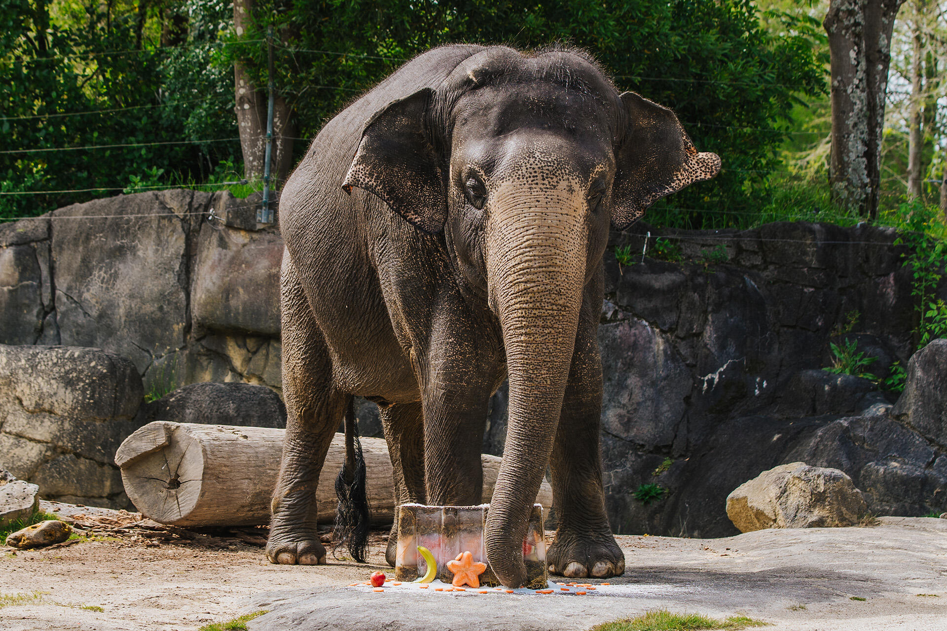 https://cdn.aucklandunlimited.com/zoo/assets/media/az-burma-bday-enrichment-181024-21.jpg