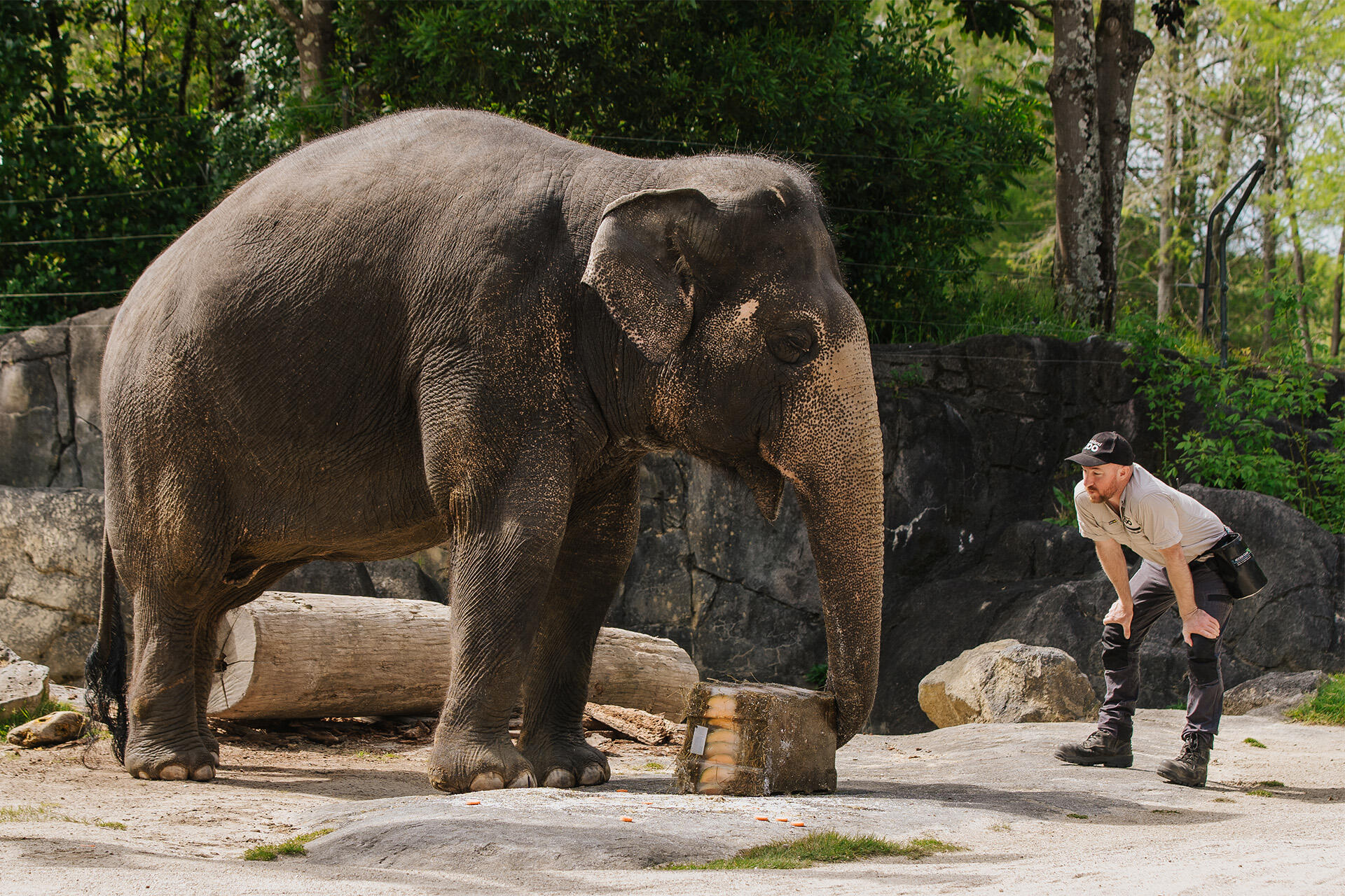 https://cdn.aucklandunlimited.com/zoo/assets/media/az-burma-bday-enrichment-181024-29.jpg