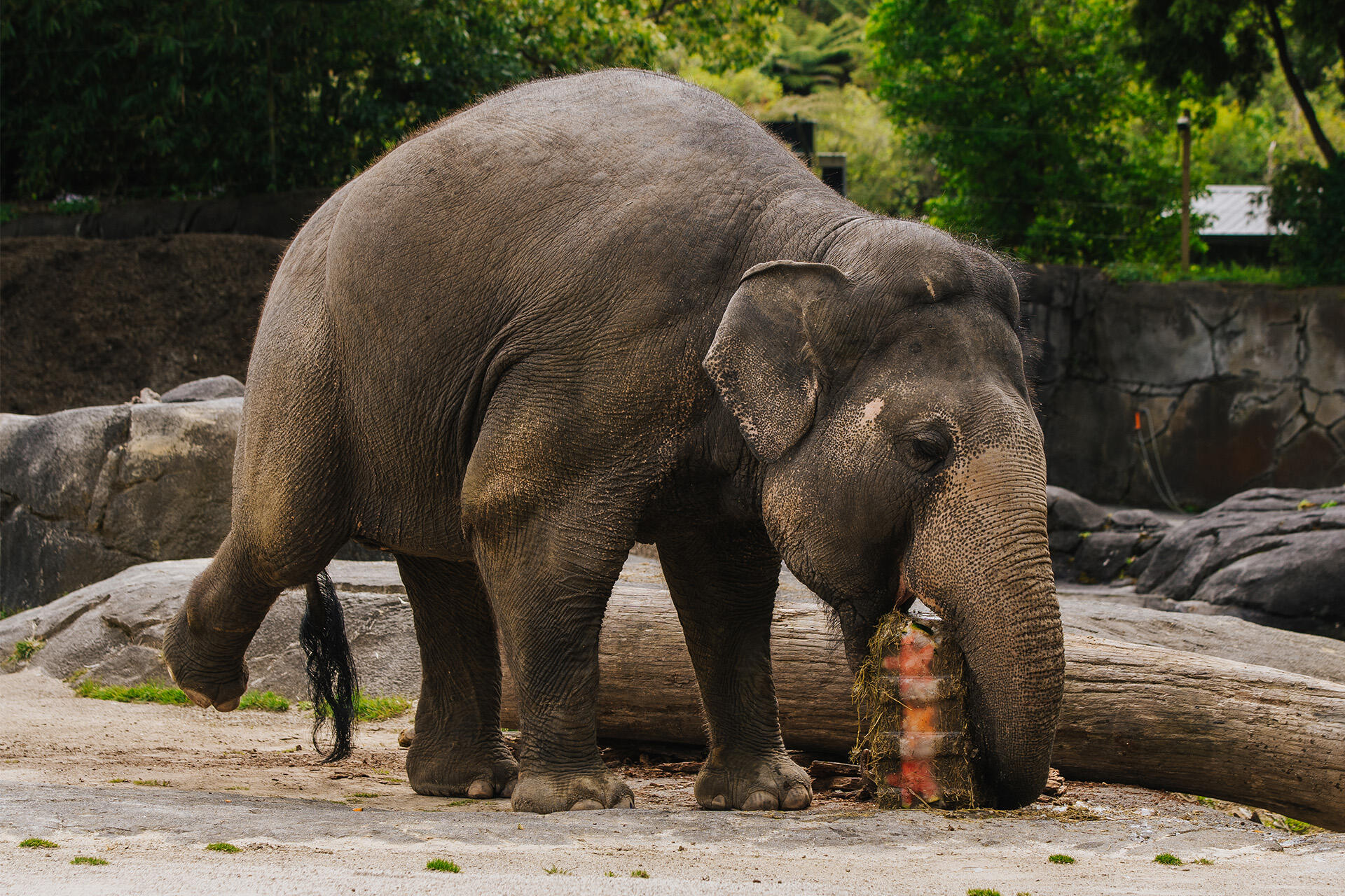 https://cdn.aucklandunlimited.com/zoo/assets/media/az-burma-bday-enrichment-181024-47.jpg