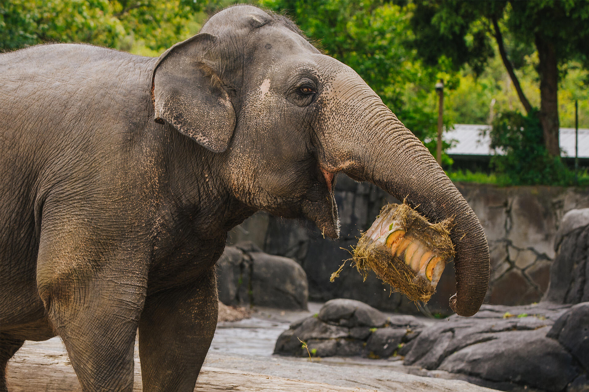 https://cdn.aucklandunlimited.com/zoo/assets/media/az-burma-bday-enrichment-181024-48.jpg