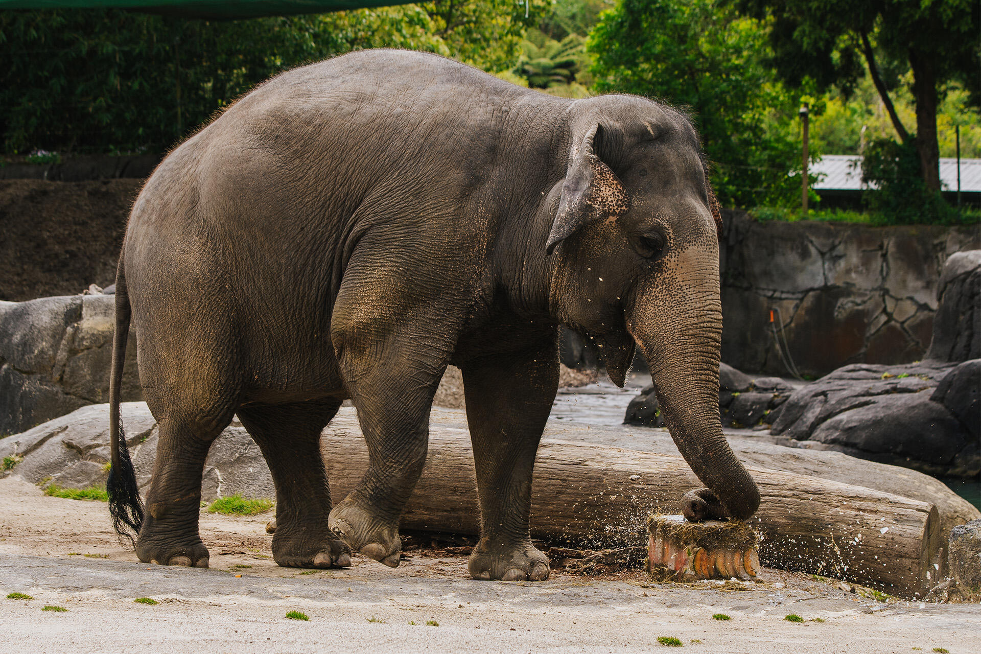 https://cdn.aucklandunlimited.com/zoo/assets/media/az-burma-bday-enrichment-181024-49.jpg