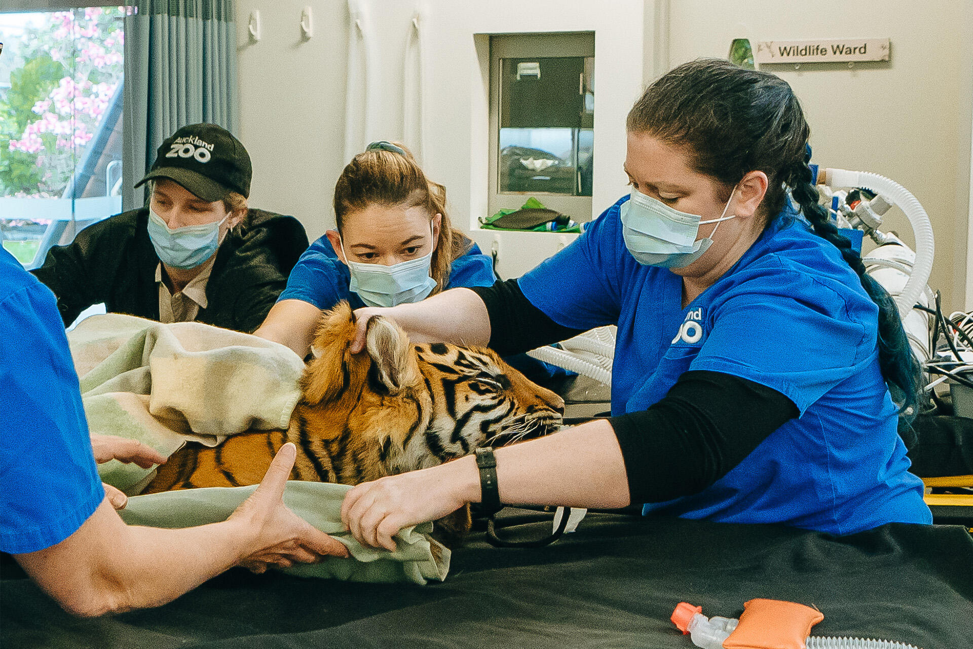 Tiger cub Cahya takes a trip to the dentist | Auckland Zoo News