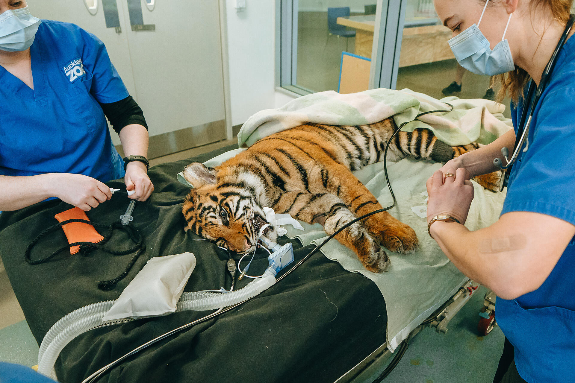 Tiger cub Cahya takes a trip to the dentist | Auckland Zoo News