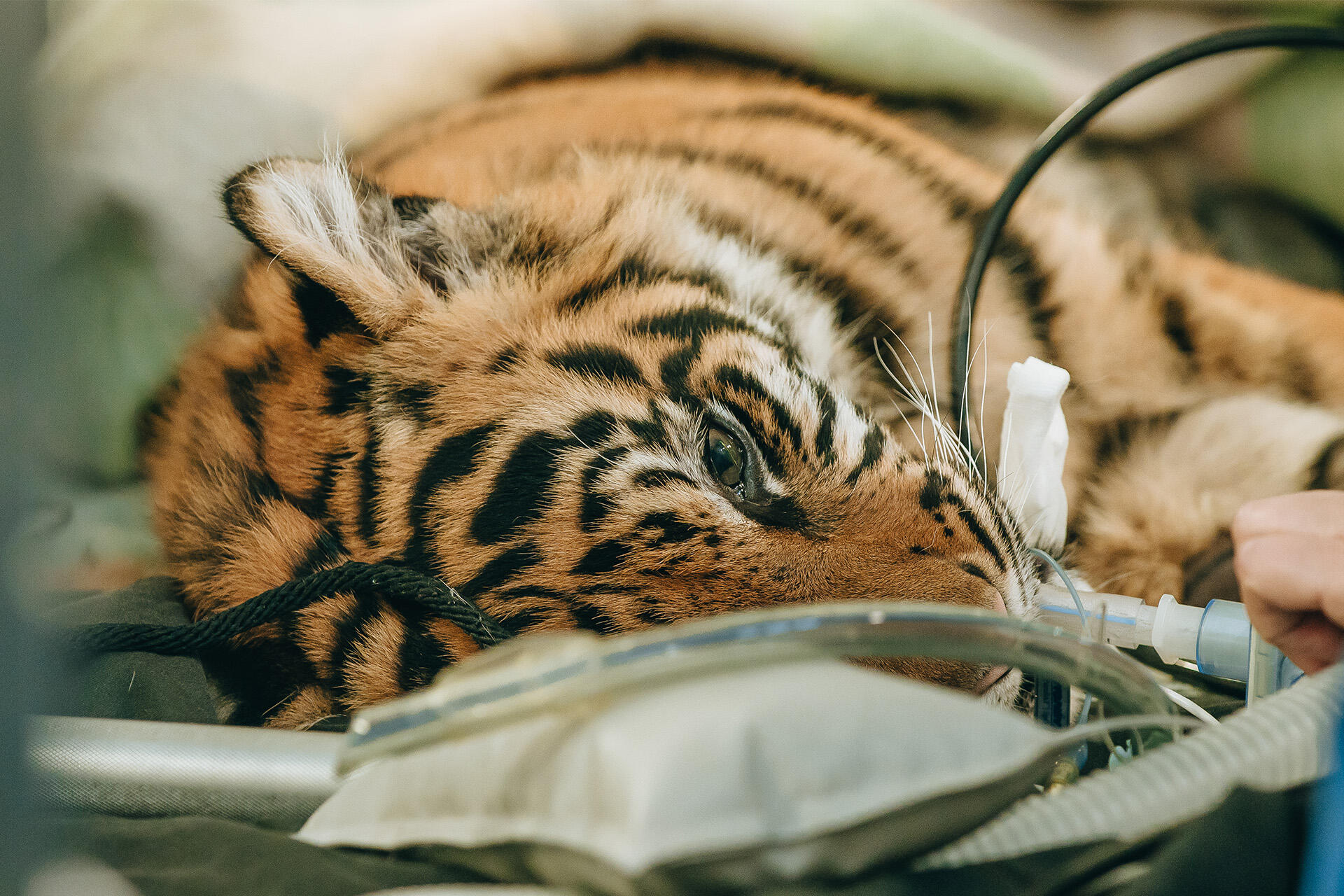 Tiger cub Cahya takes a trip to the dentist | Auckland Zoo News