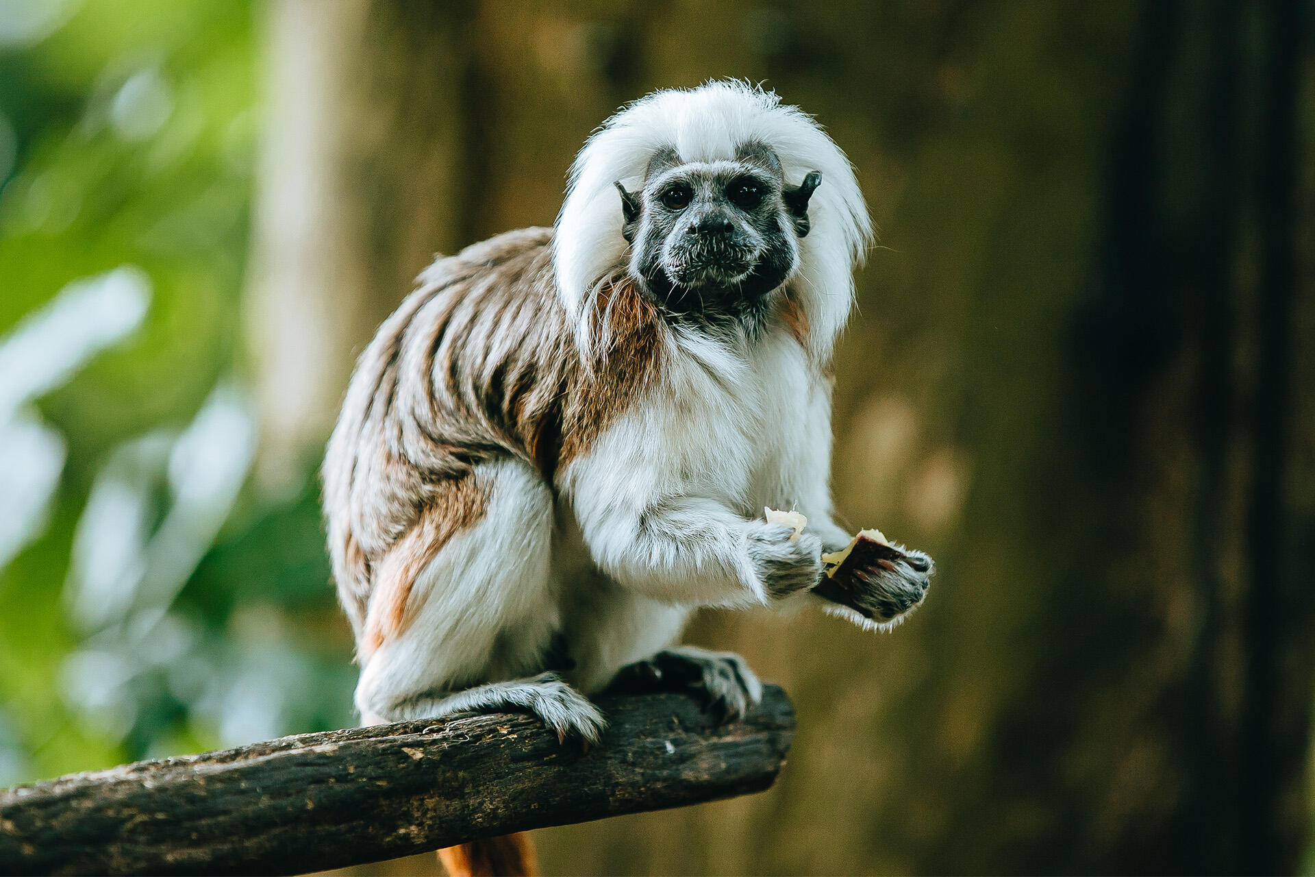 https://cdn.aucklandunlimited.com/zoo/assets/media/az-cotton-top-tamarin-eating-280323-21.jpg