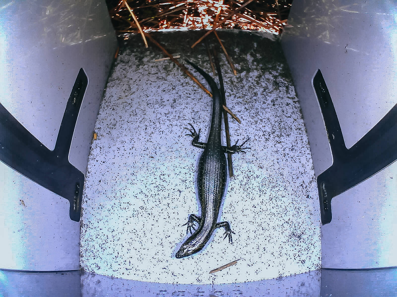 https://cdn.aucklandunlimited.com/zoo/assets/media/az-critter-traps-korowai-gecko-180124-03.jpg