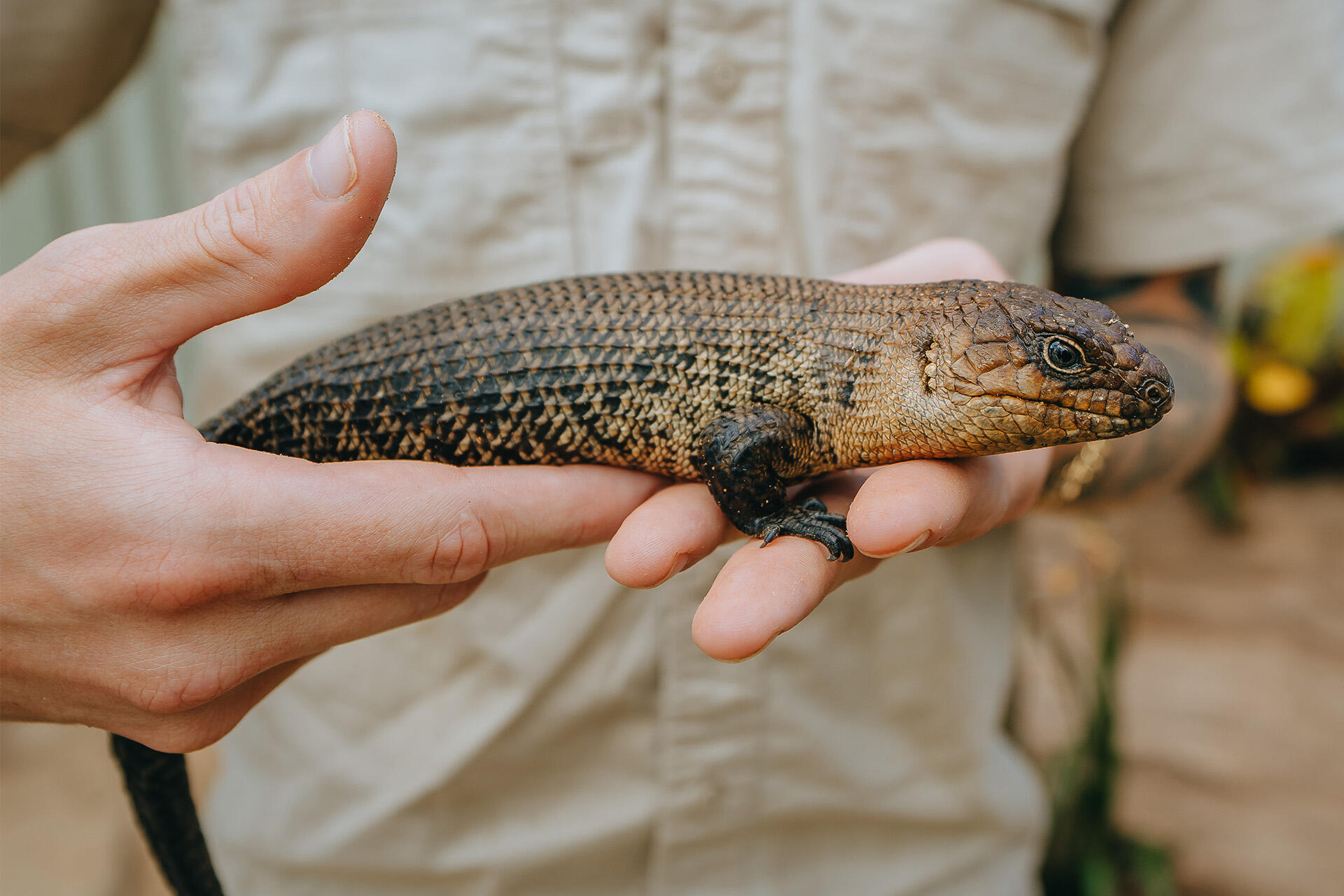 https://cdn.aucklandunlimited.com/zoo/assets/media/az-cunningham-skinks-in-new-habitat-231224-02.jpg