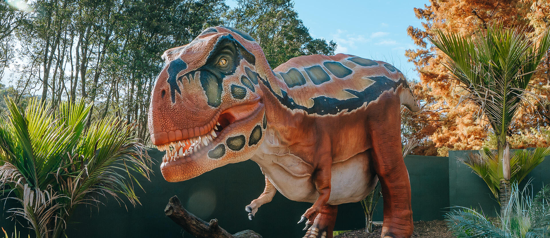 https://cdn.aucklandunlimited.com/zoo/assets/media/az-dino-t-rex-styled-28052601-hero.jpg