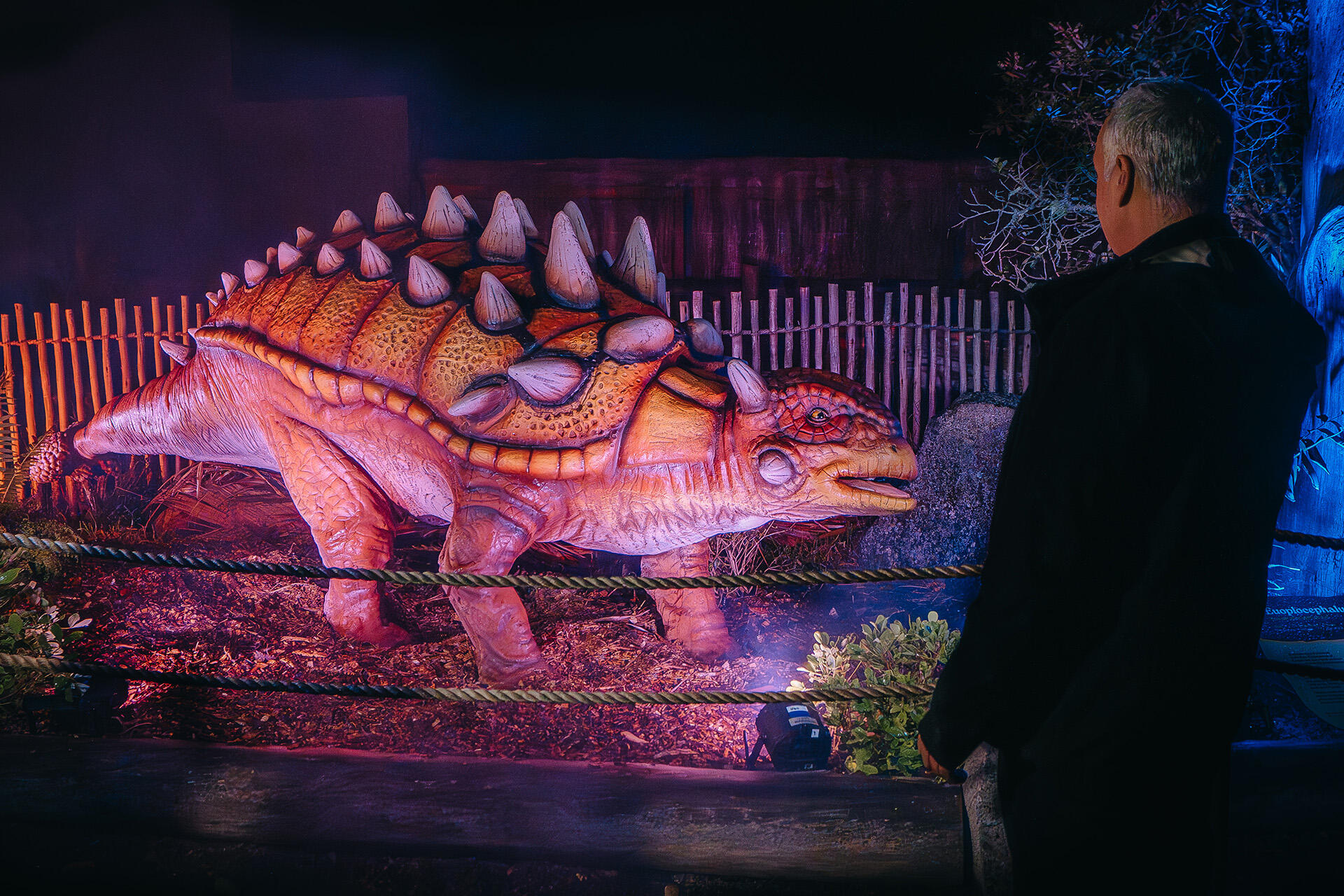 https://cdn.aucklandunlimited.com/zoo/assets/media/az-dinos-at-night-euoplocephalus-080626-02.jpg