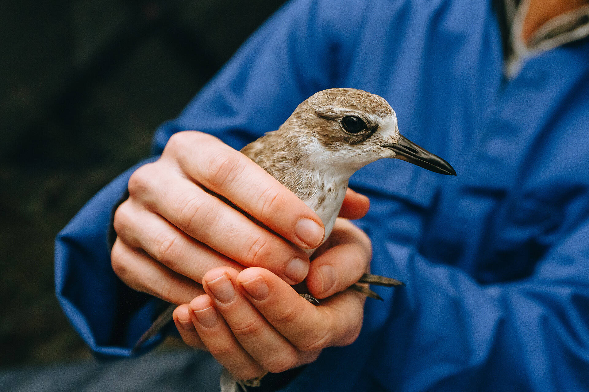 https://cdn.aucklandunlimited.com/zoo/assets/media/az-doc-dotterel-release-vets-cathy-080724-01.jpg