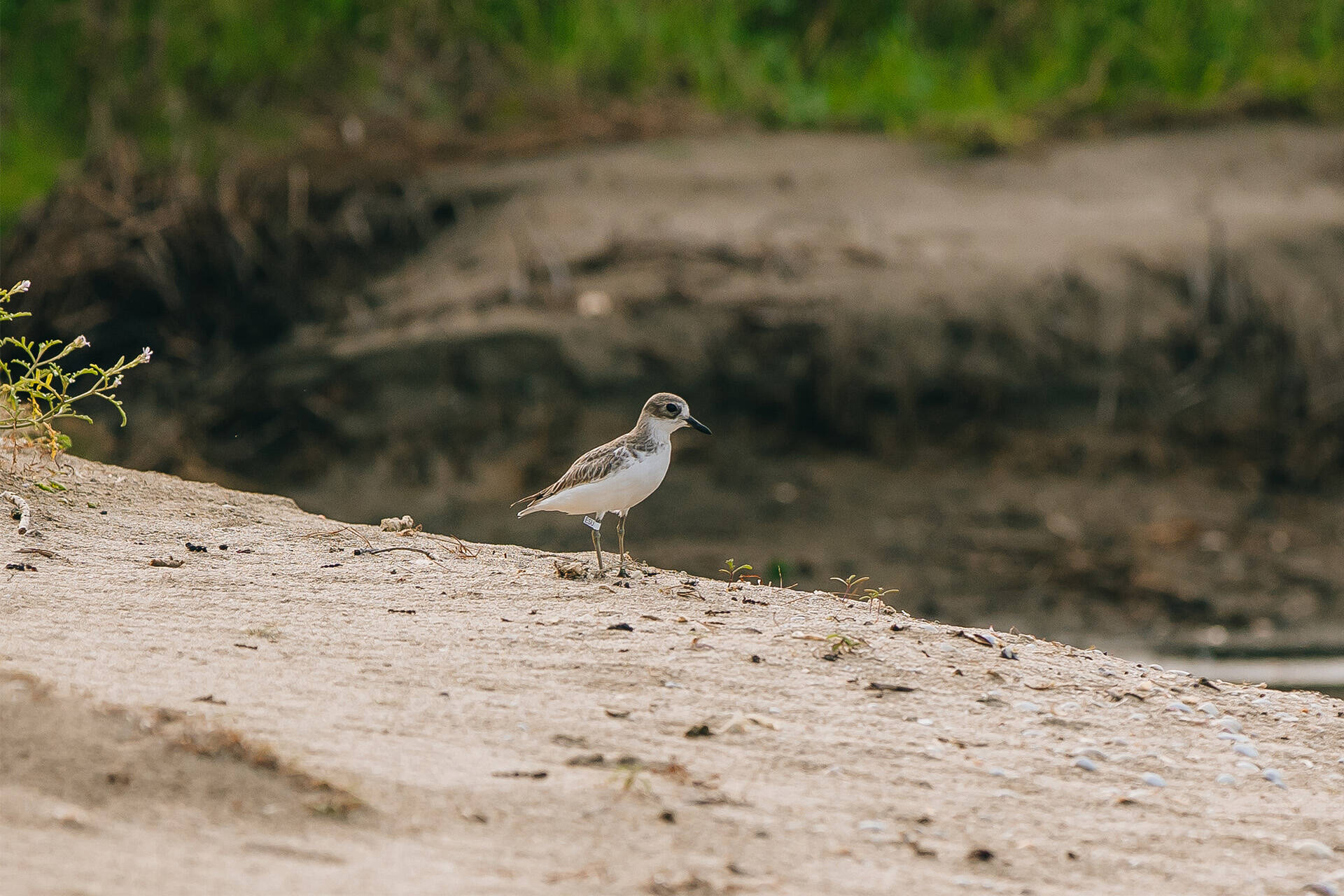 https://cdn.aucklandunlimited.com/zoo/assets/media/az-doc-dotterel-release-vets-cathy-080724-17.jpg