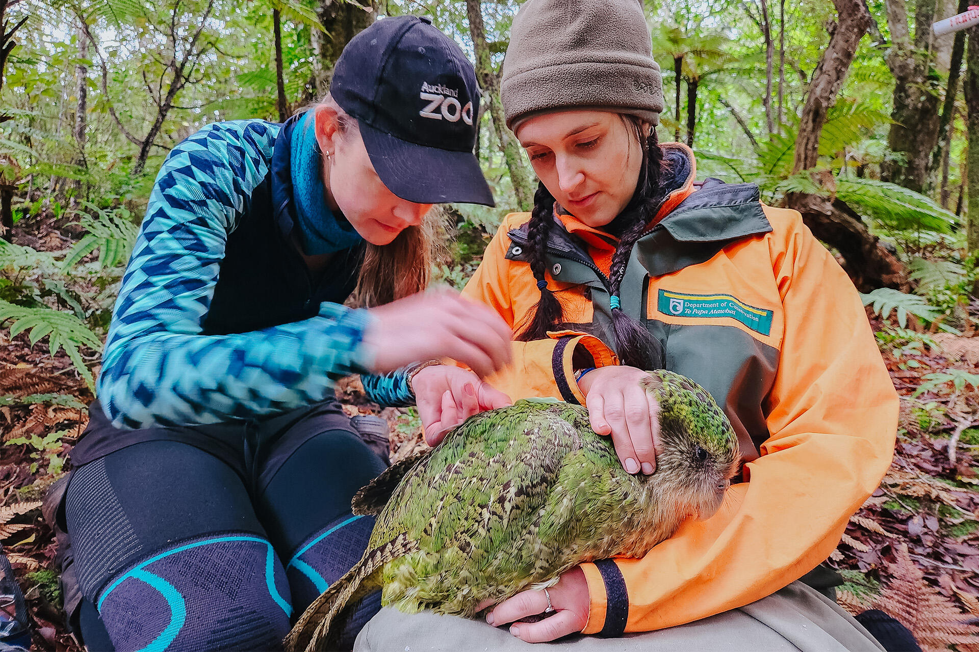 https://cdn.aucklandunlimited.com/zoo/assets/media/az-doc-kakapo-with-breeze-vets-june-24-02-rose-doc-with-tutanekai-photo-credit-doc.jpg