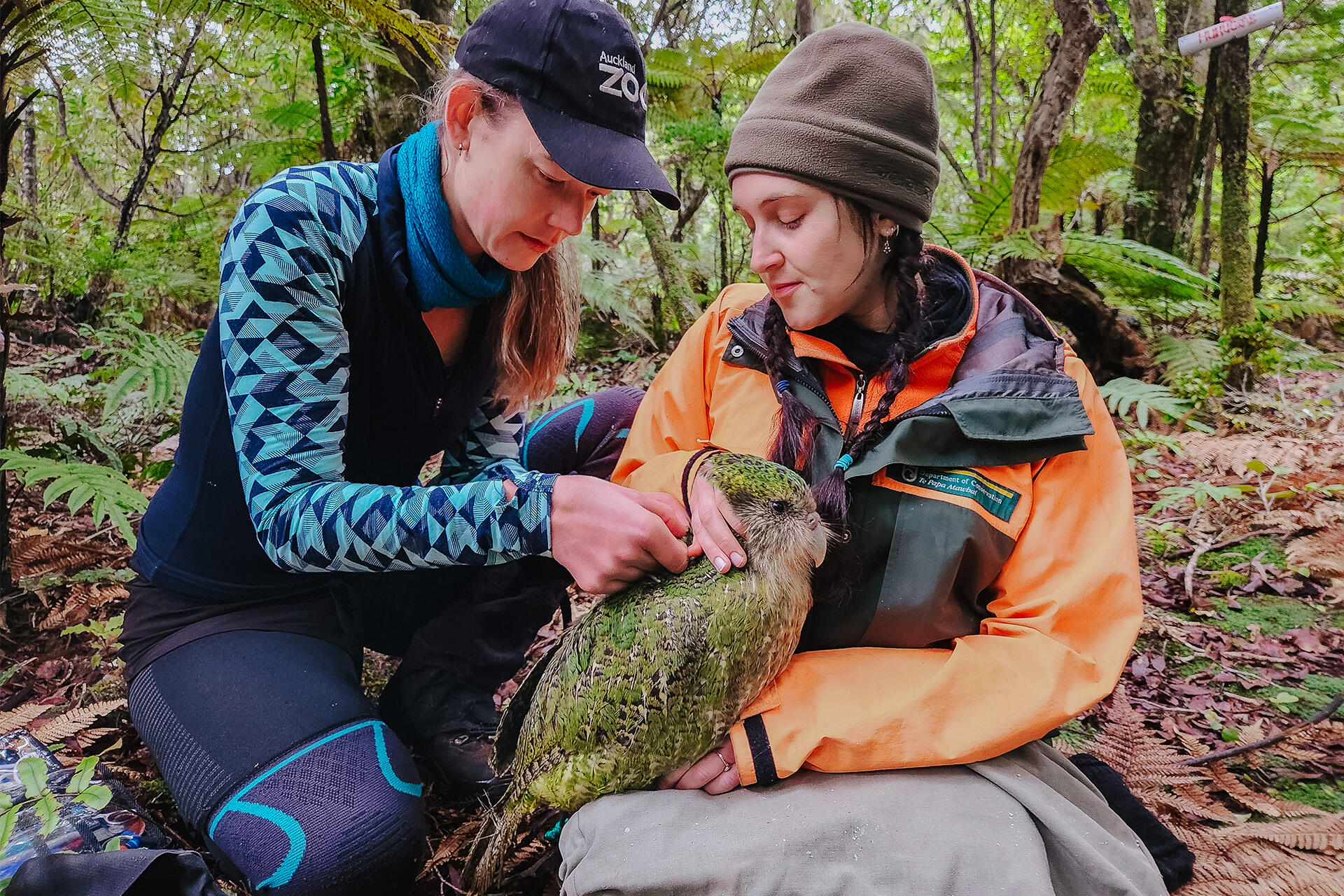 https://cdn.aucklandunlimited.com/zoo/assets/media/az-doc-kakapo-with-breeze-vets-june-24-03-rose-doc-with-tutanekai-photo-credit-doc.jpg