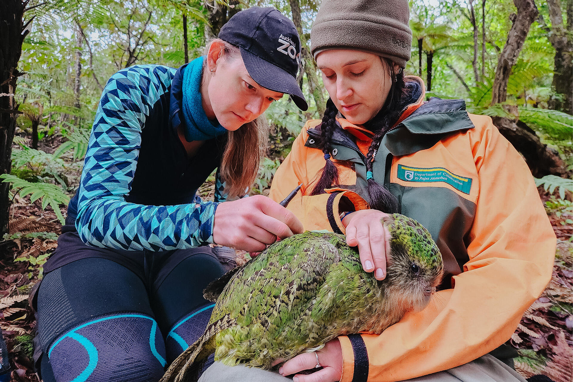 https://cdn.aucklandunlimited.com/zoo/assets/media/az-doc-kakapo-with-breeze-vets-june-24-04-rose-doc-with-tutanekai-photo-credit-doc.jpg