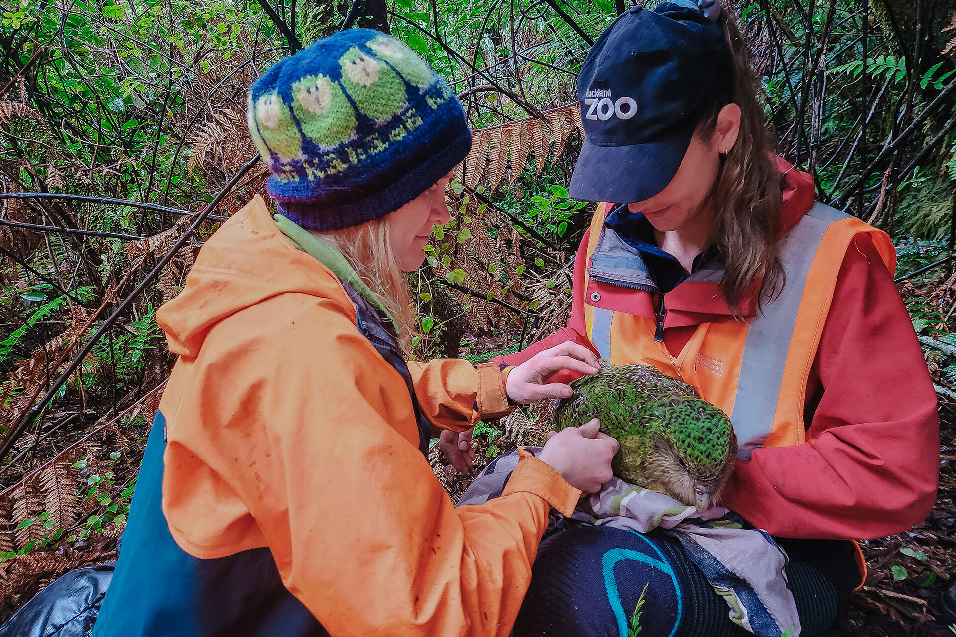 https://cdn.aucklandunlimited.com/zoo/assets/media/az-doc-kakapo-with-breeze-vets-june-24-05-sarah-doc-with-kohitatea-photo-credit-doc.jpg