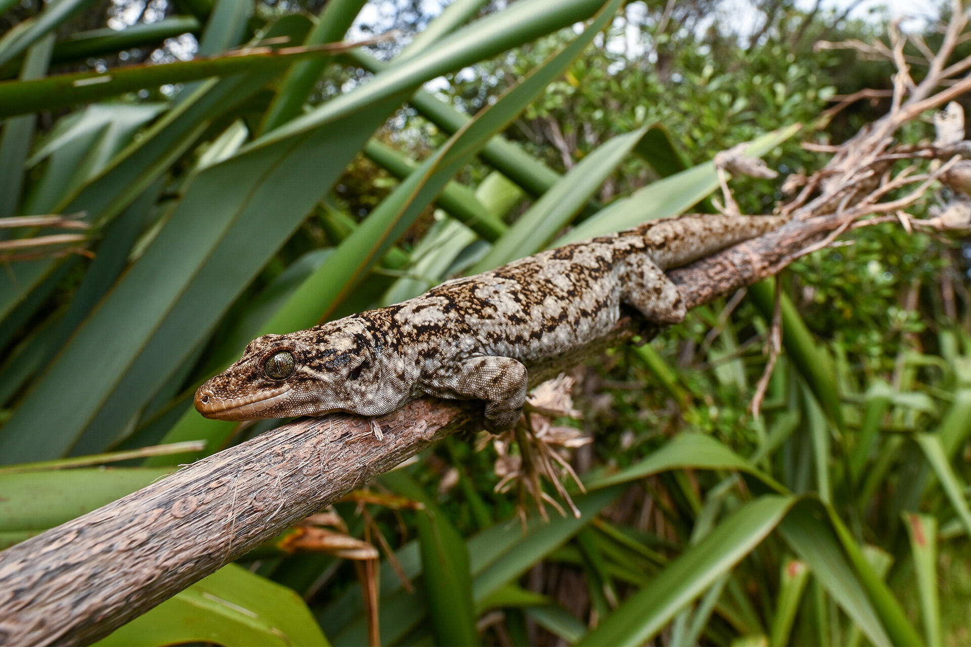 https://cdn.aucklandunlimited.com/zoo/assets/media/az-duvaucels-gecko-by-dave-laux-b22.jpg
