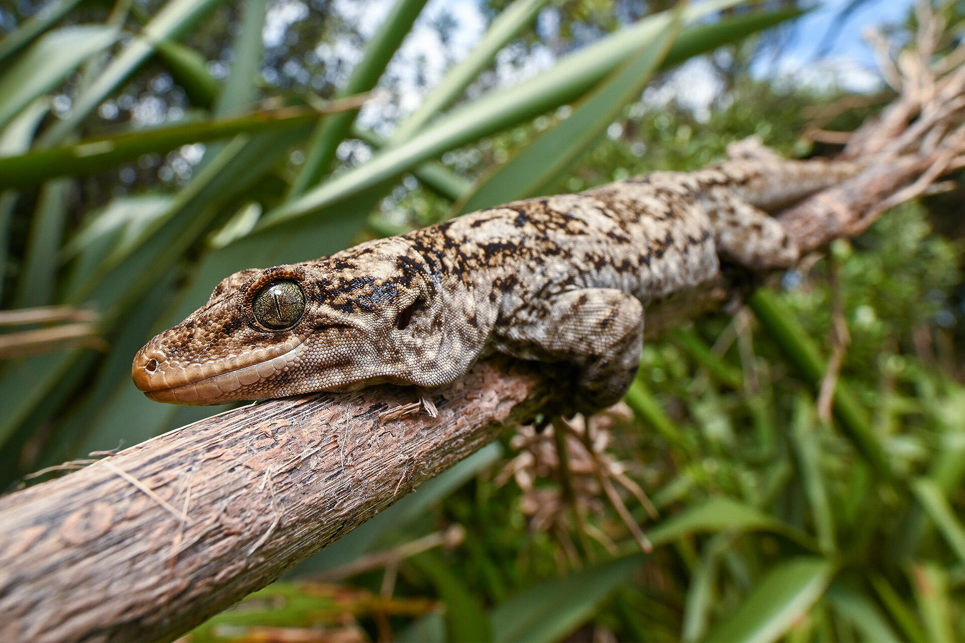 https://cdn.aucklandunlimited.com/zoo/assets/media/az-duvaucels-gecko-by-dave-laux-ba18.jpg