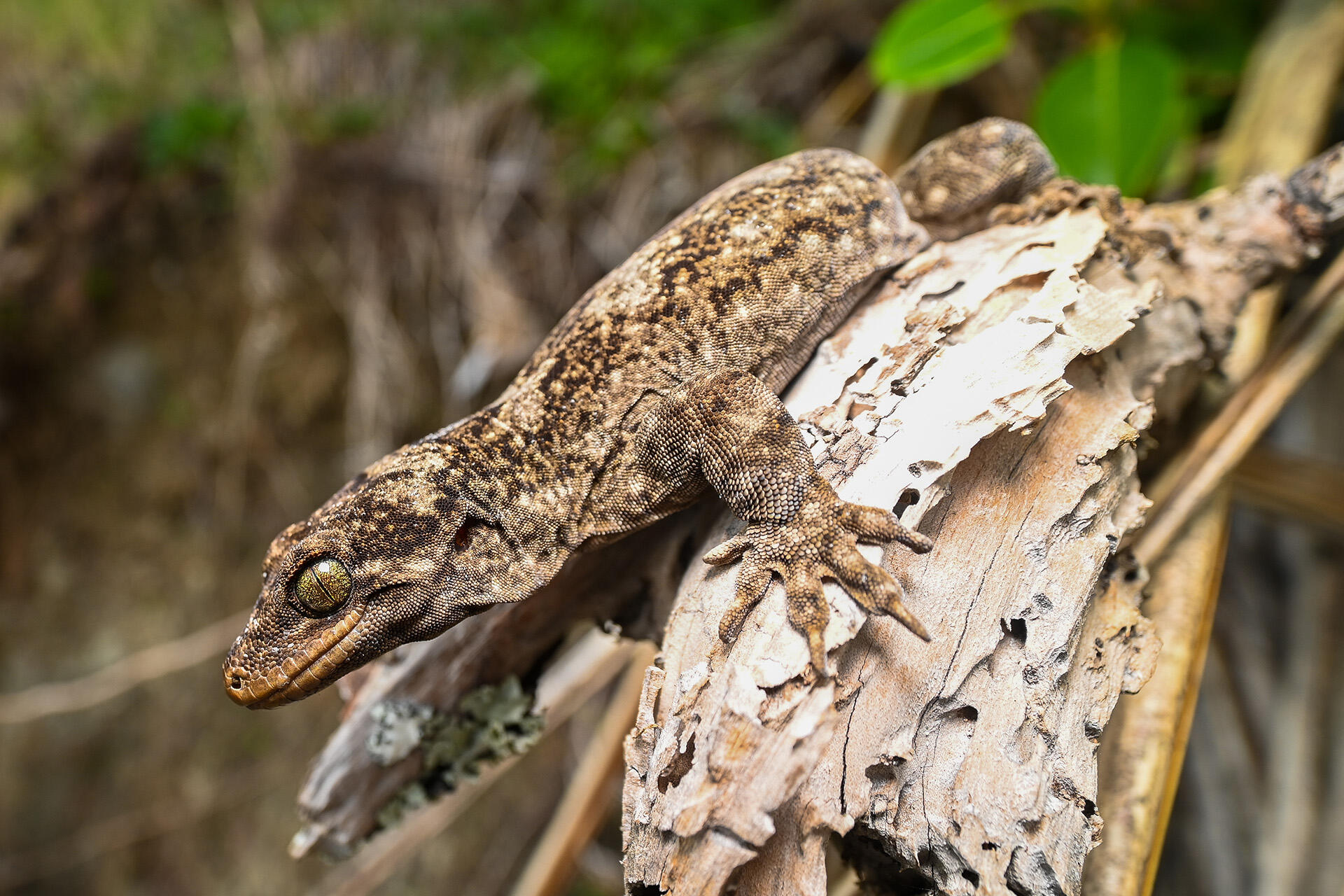 https://cdn.aucklandunlimited.com/zoo/assets/media/az-duvaucels-gecko-by-dave-laux-be7b.jpg